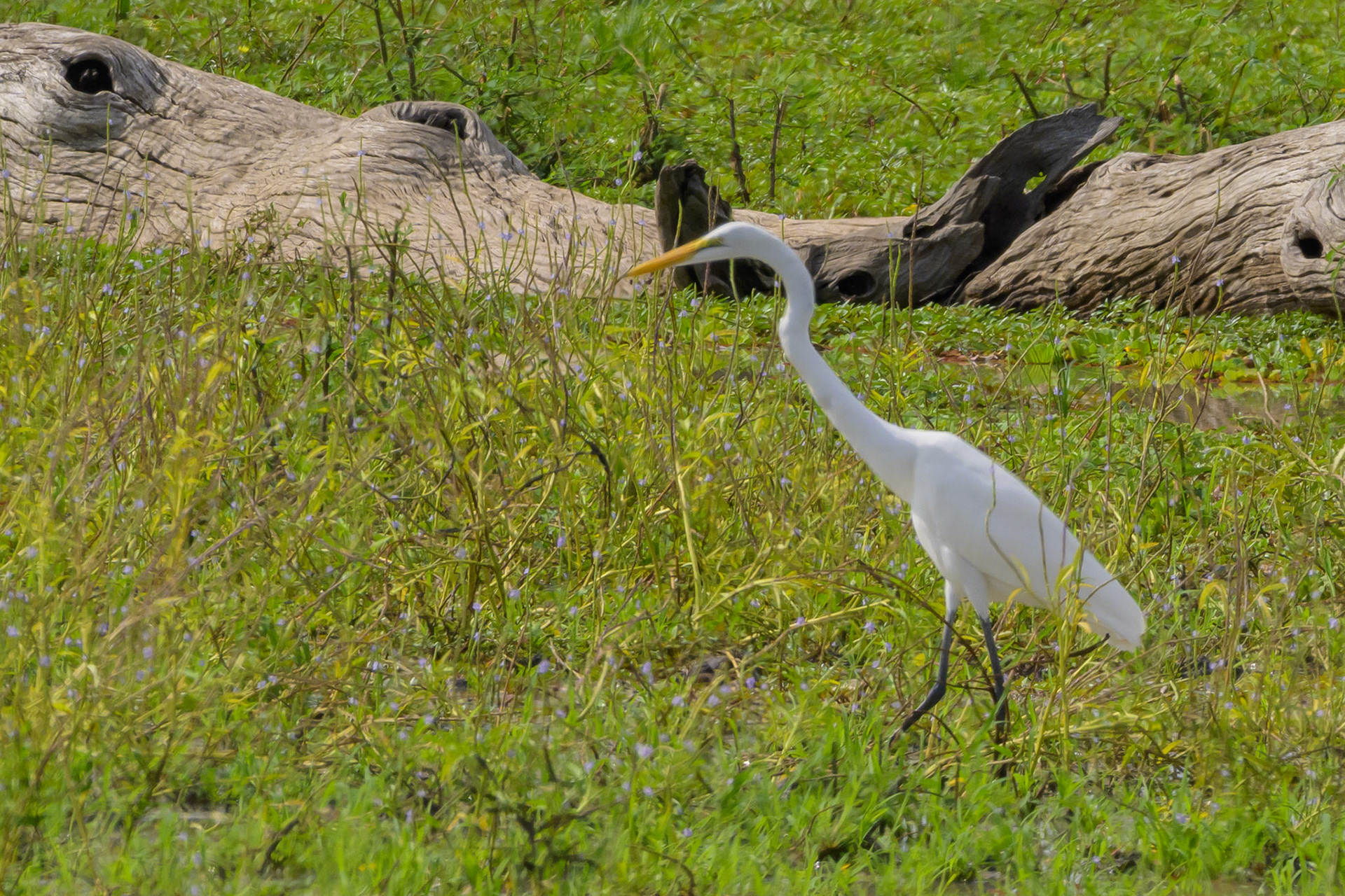 Great Egret