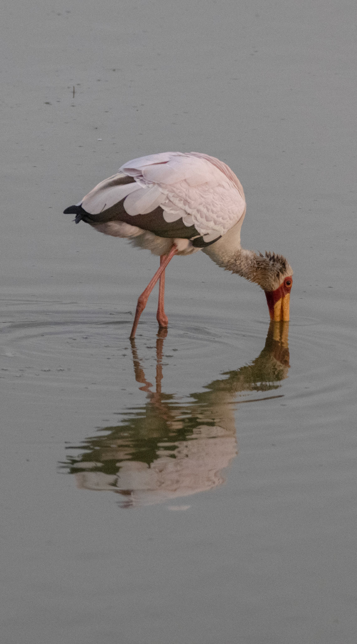 Yellow-billed Stork
