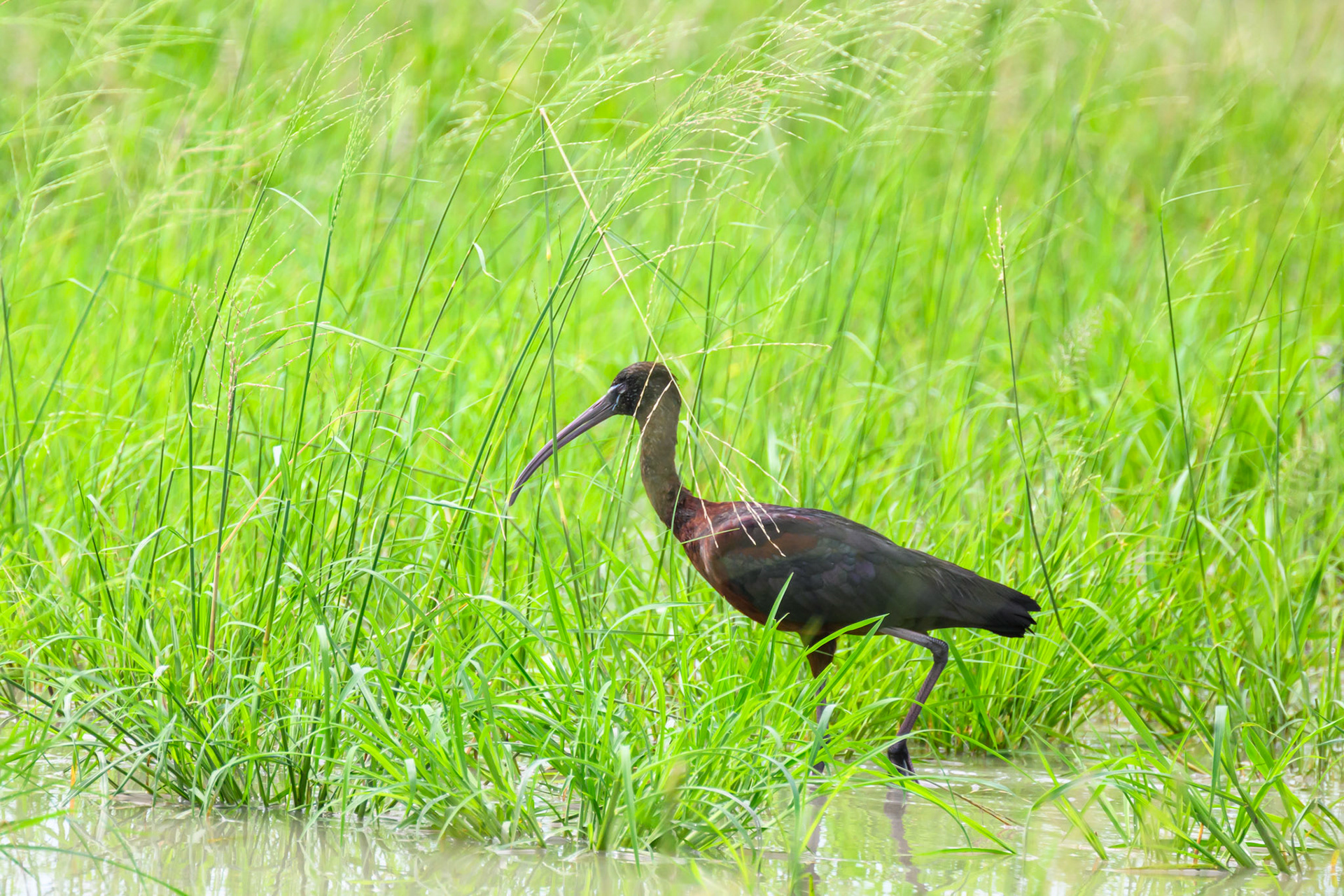 Glossy Ibis
