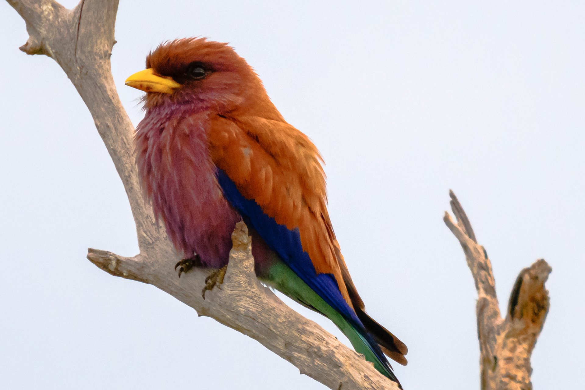Broad-billed Roller