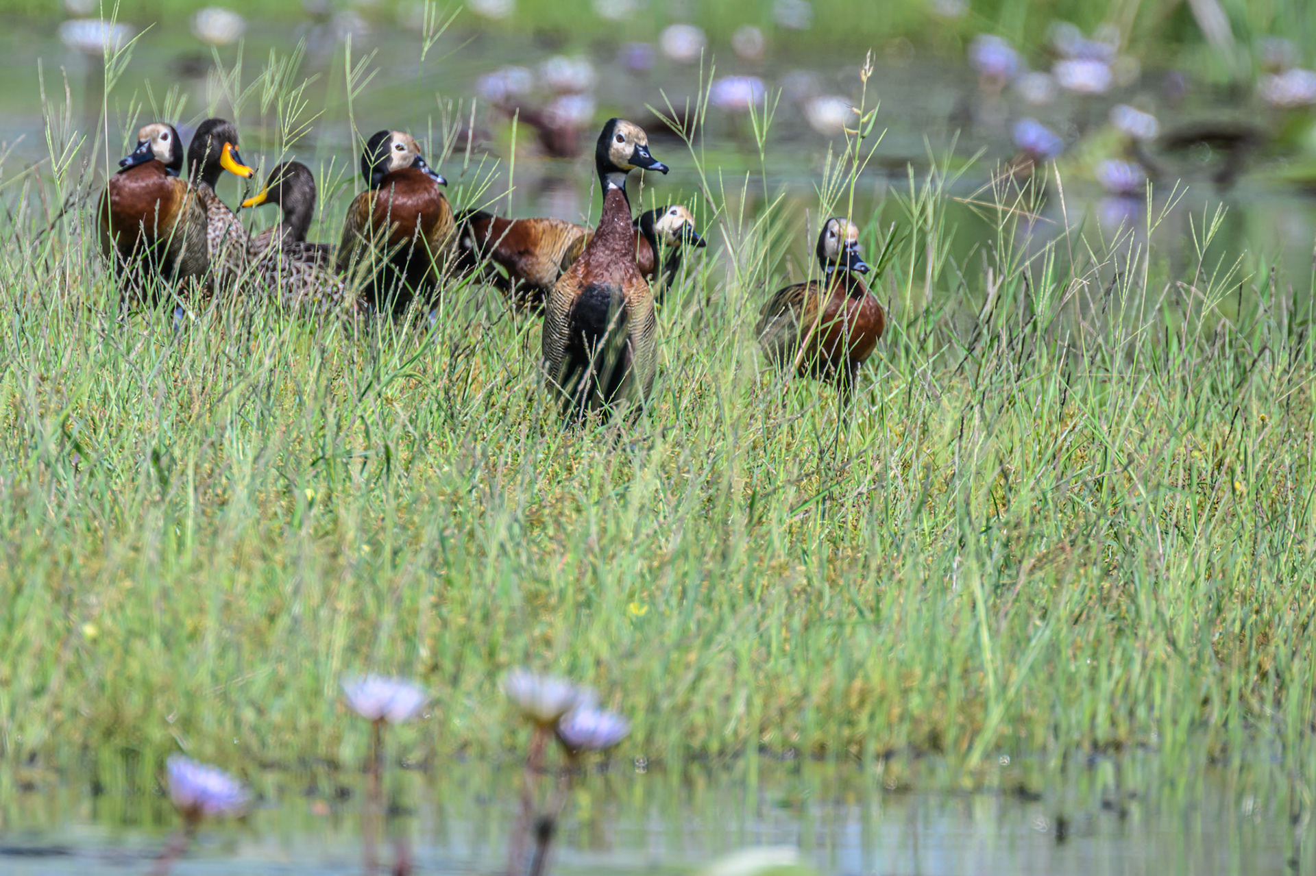 White-faced Whistling Duck
