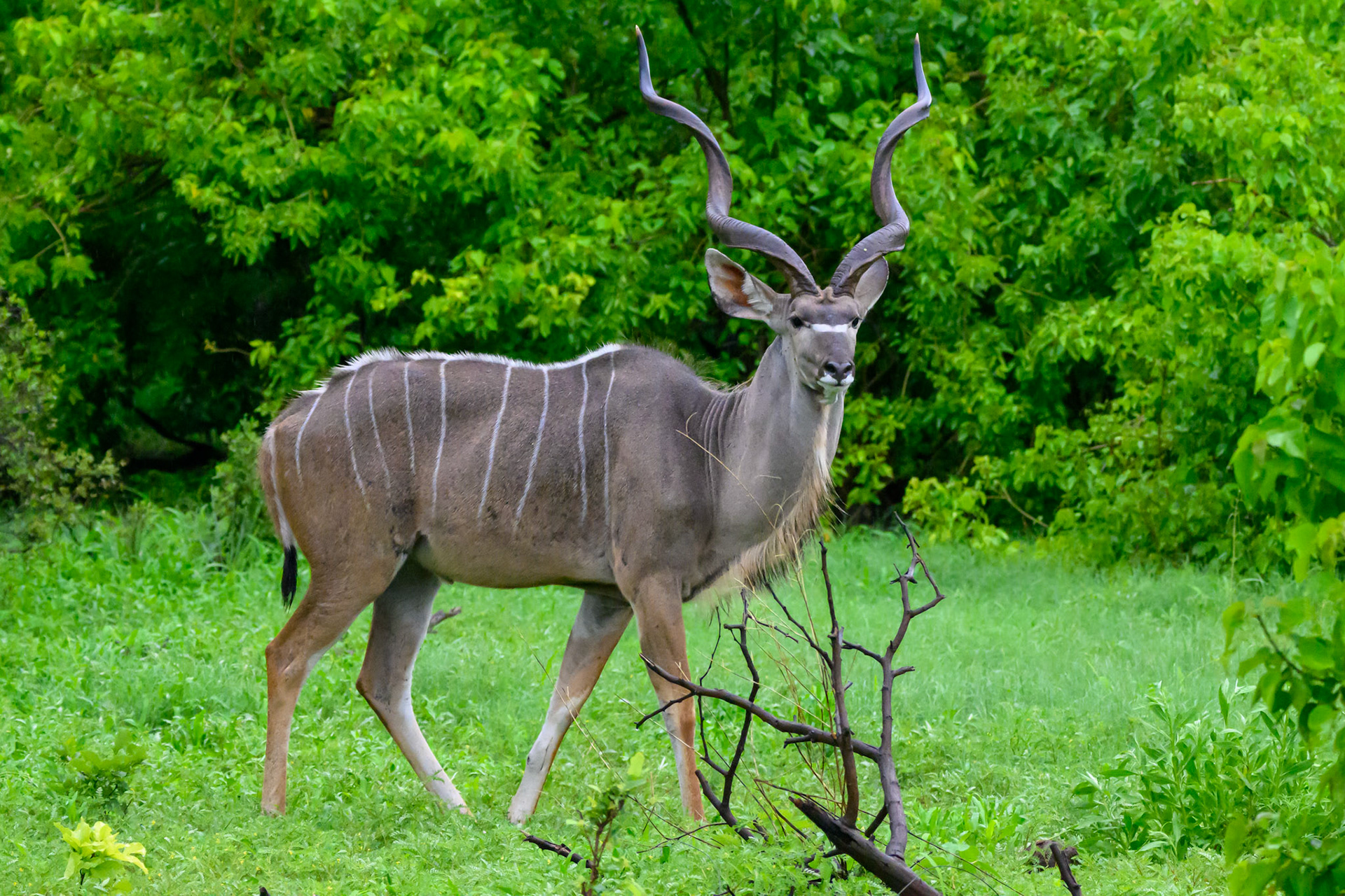 Greater Kudu   Male