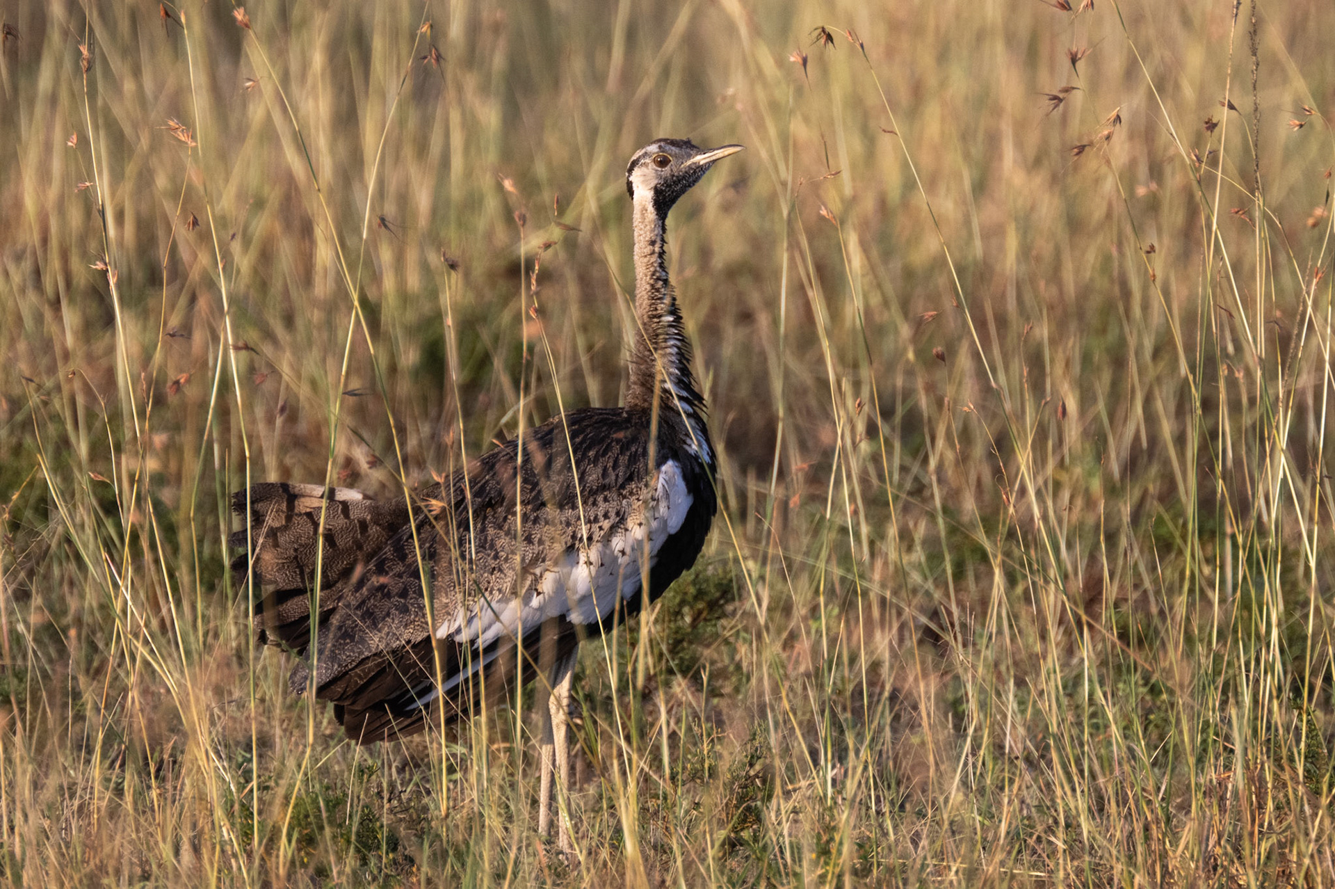 Black-bellied Bustard