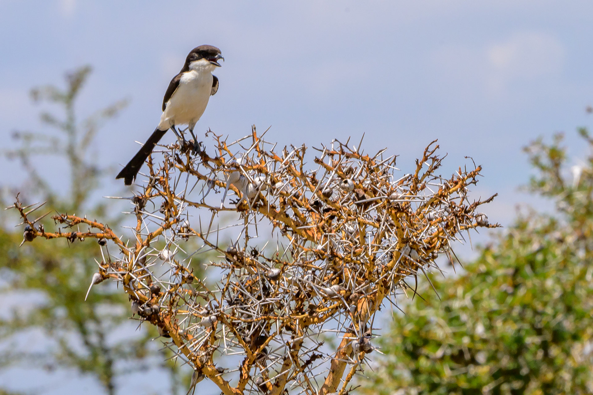 Long-tailed Fiscal Shrike
