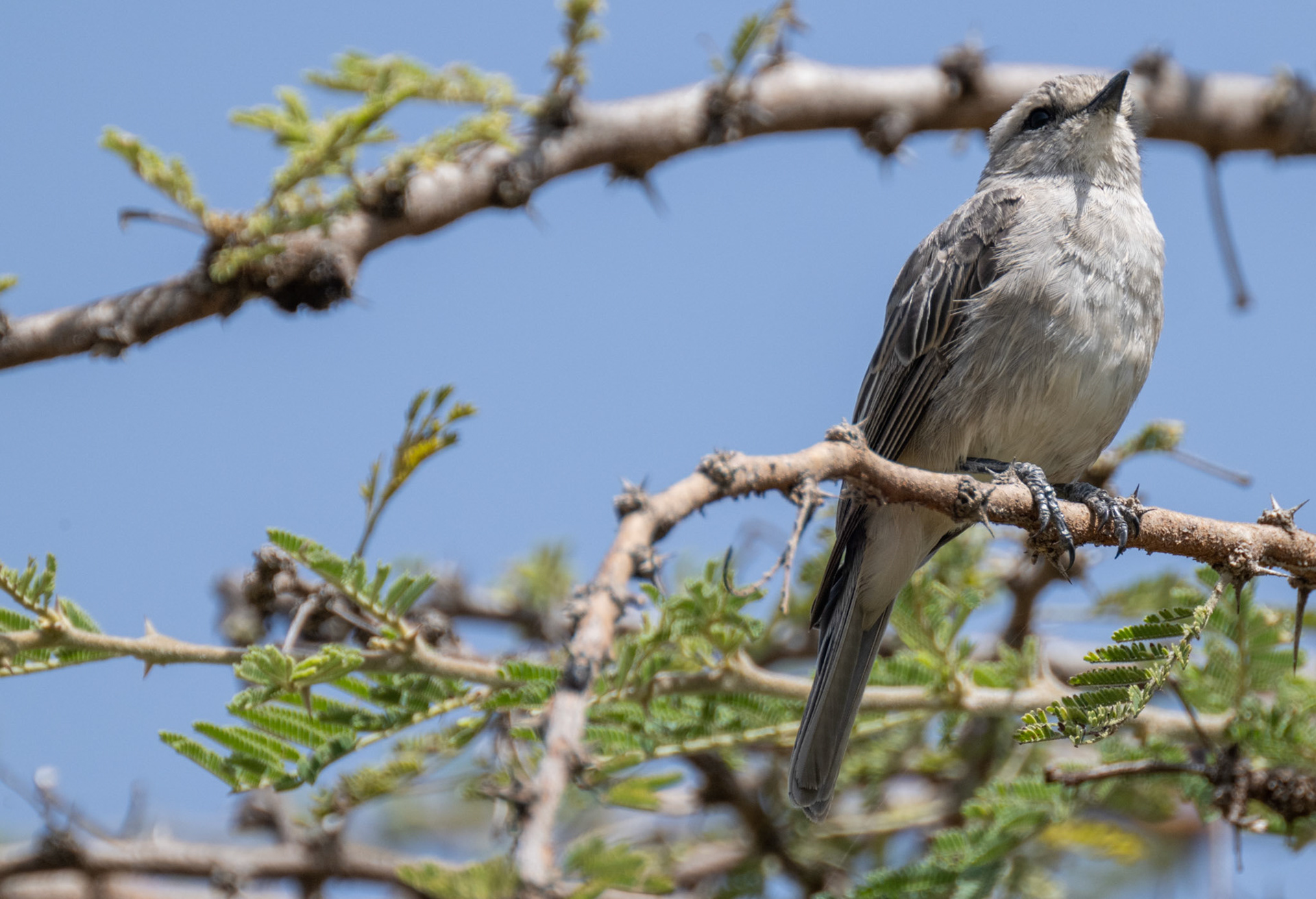 Grey-throated Flycatcher