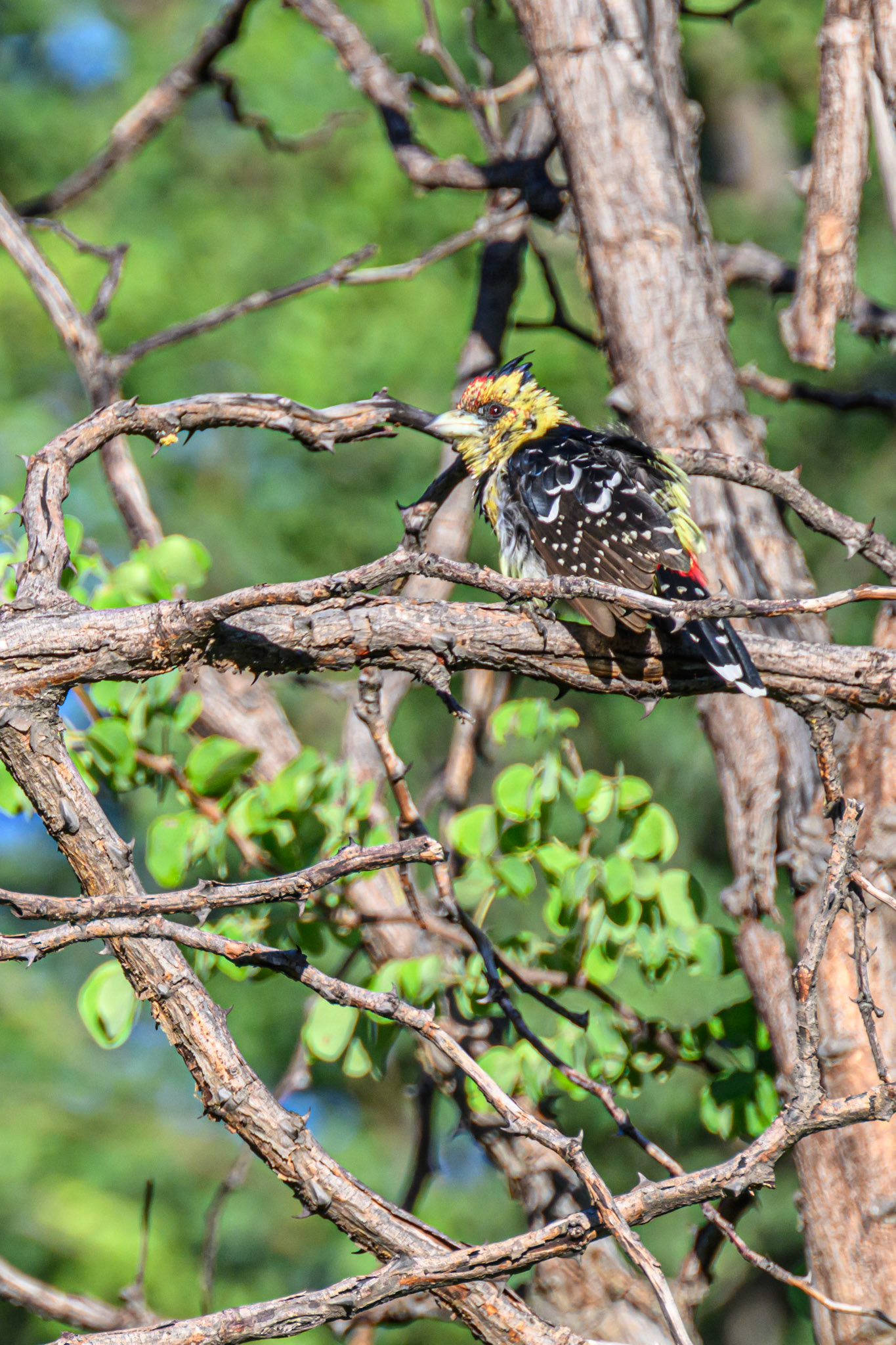 Crested Barbet