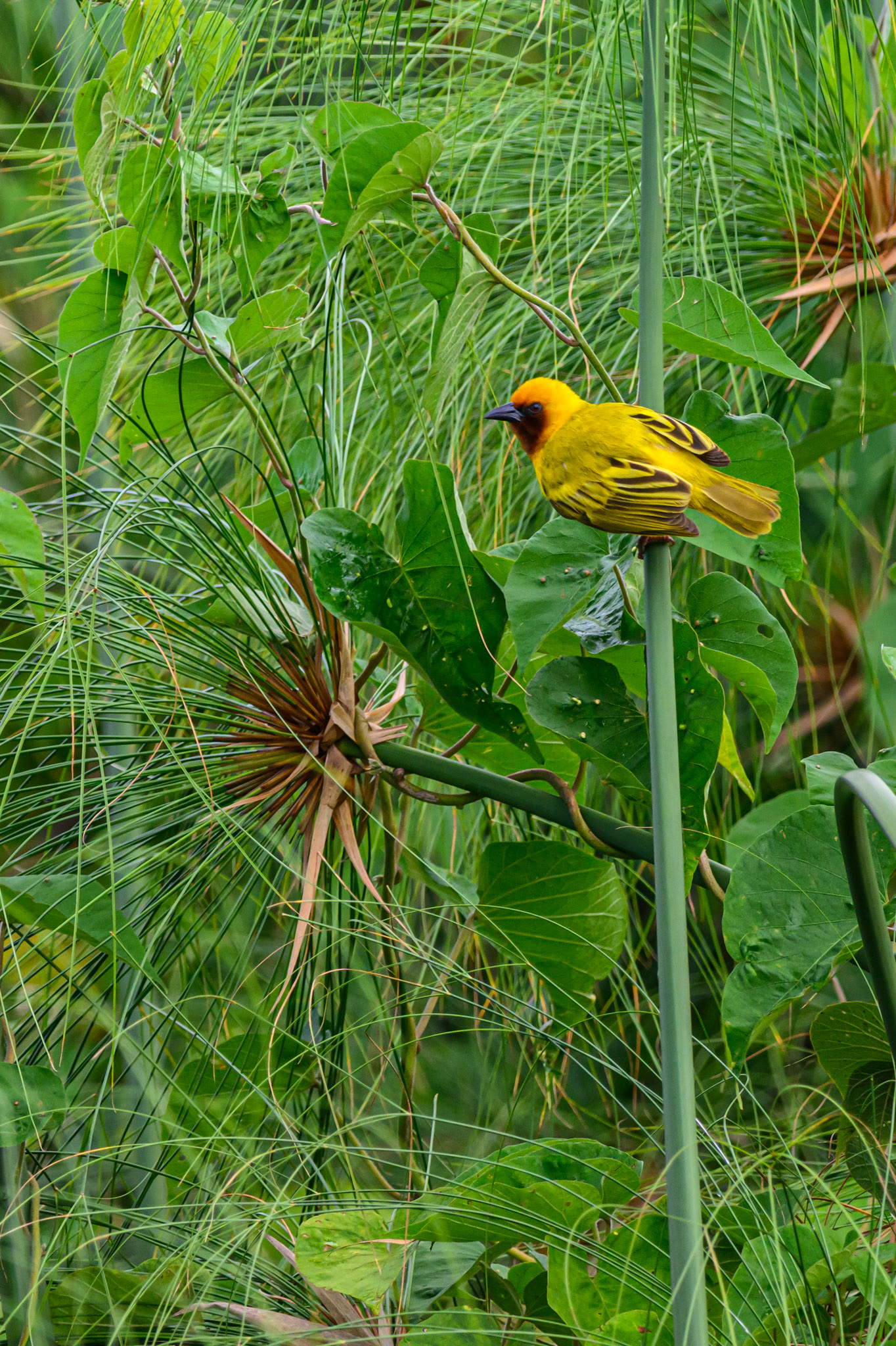 Brown-throated Weaver