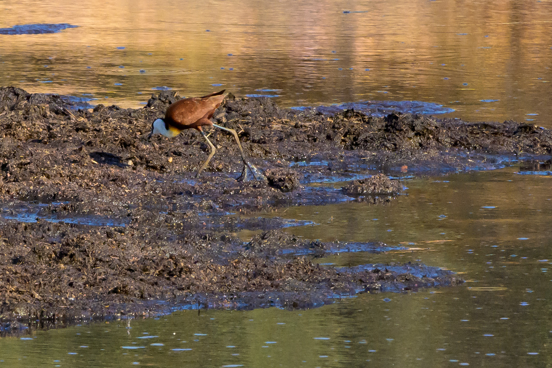 African Jacana