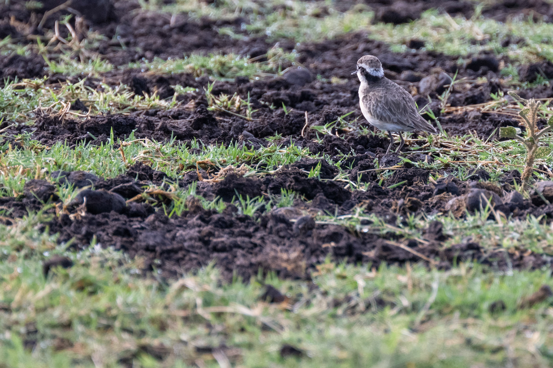 Kittlitz's Plover