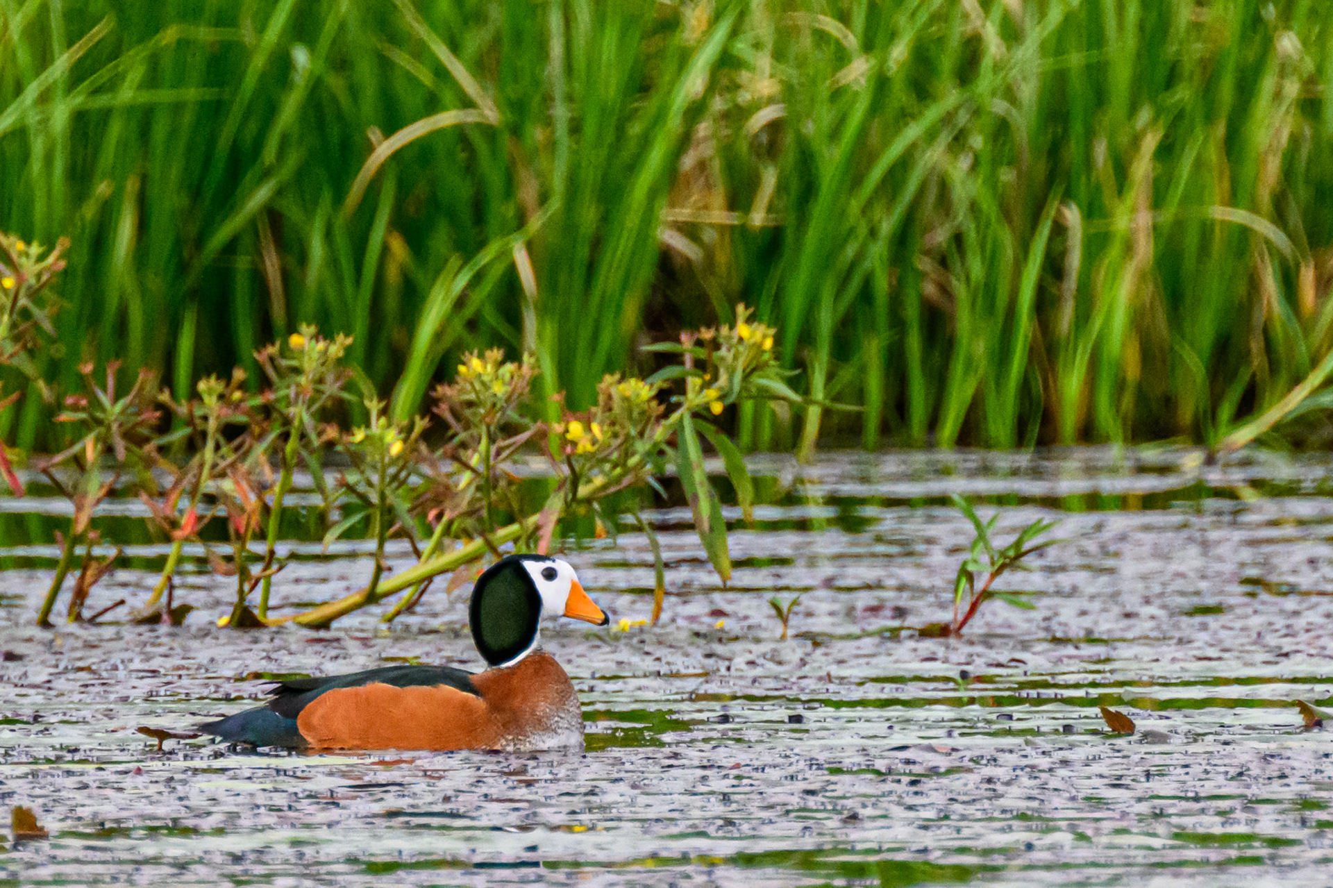 African Pygmy Goose