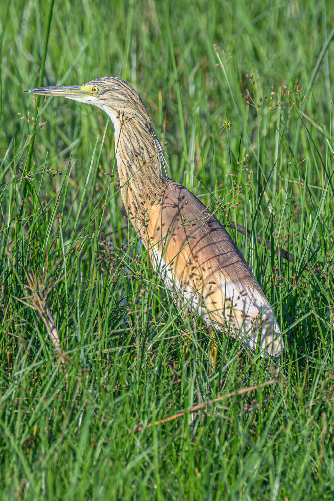 Squacco Heron