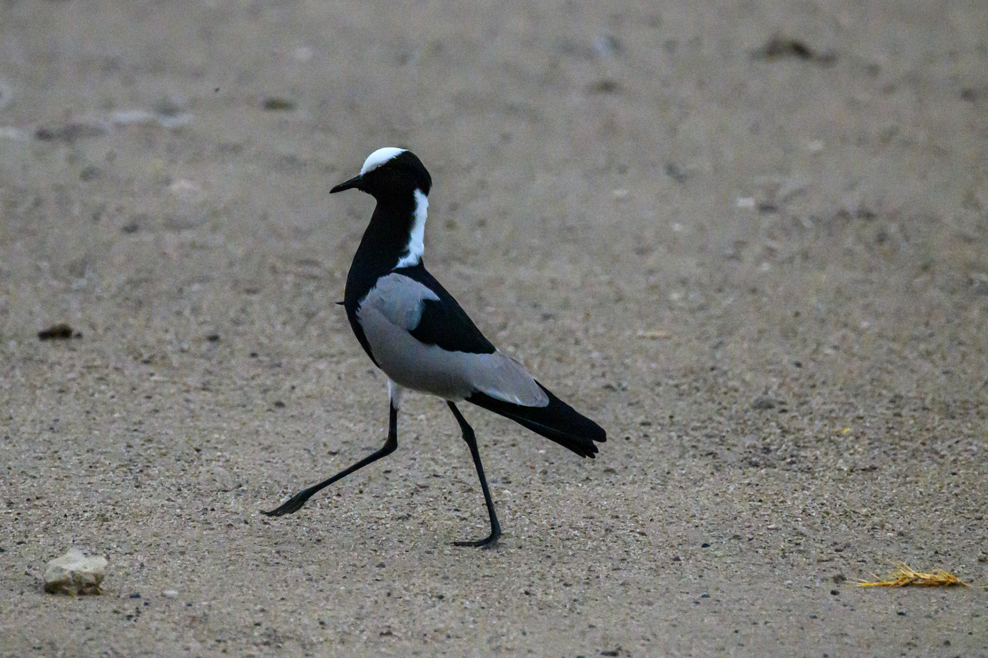 Blacksmith Plover (Lapwing)