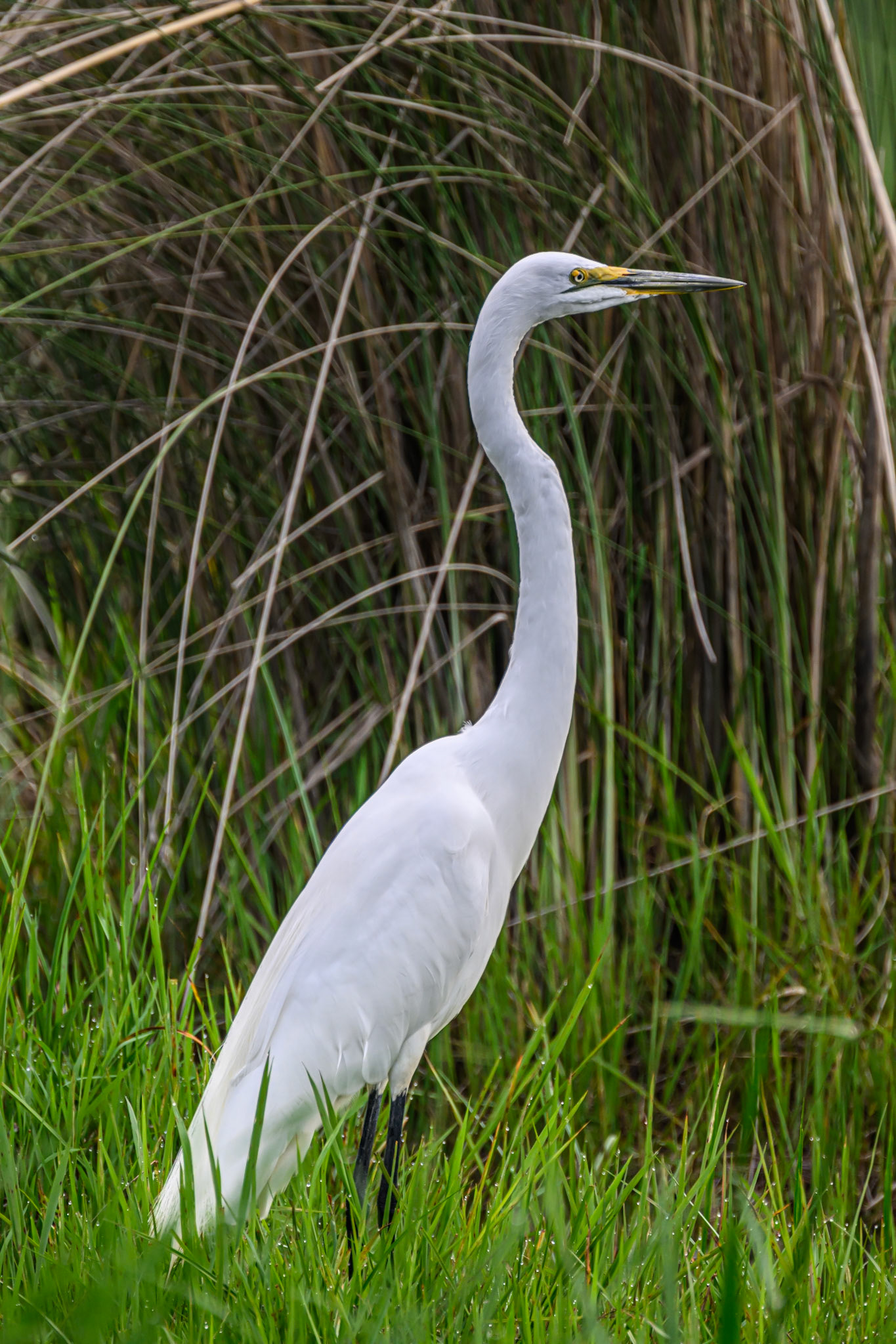 Great Egret