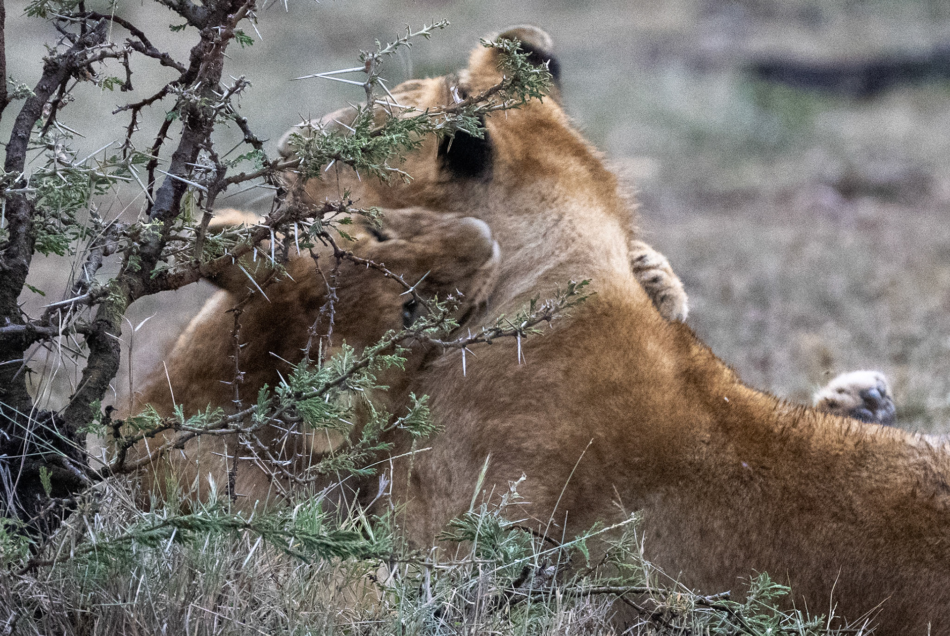 Young liona practising, throttle hold