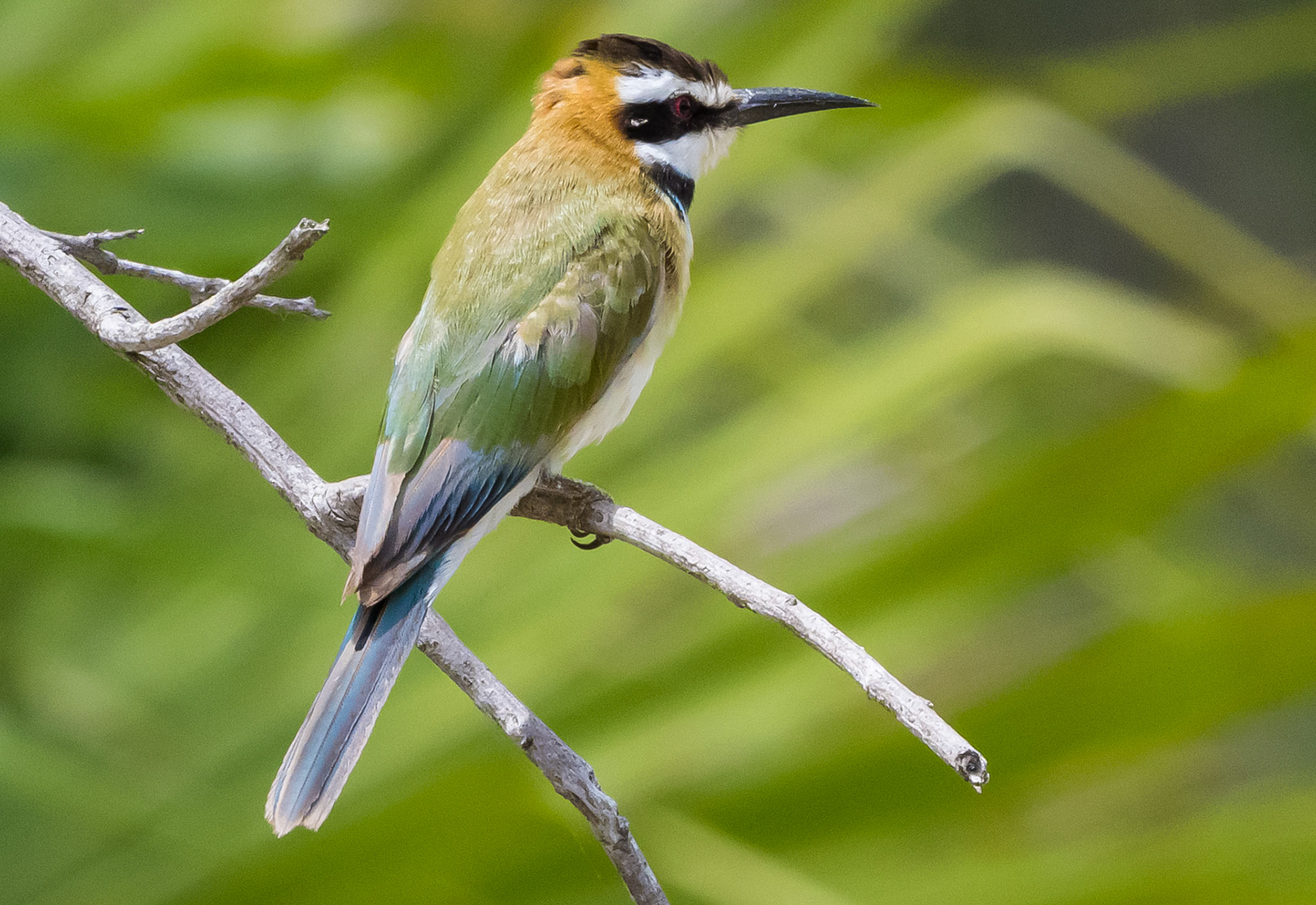 White-throated Bee-Eater