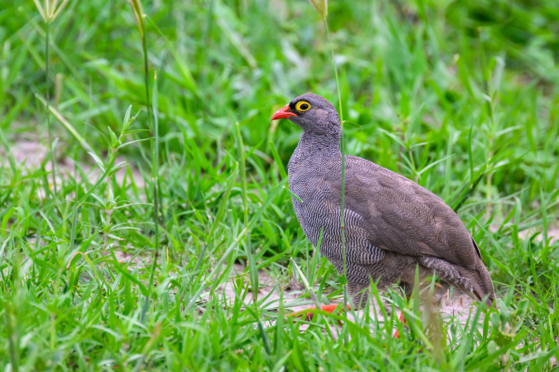Red-billed Spurfowl