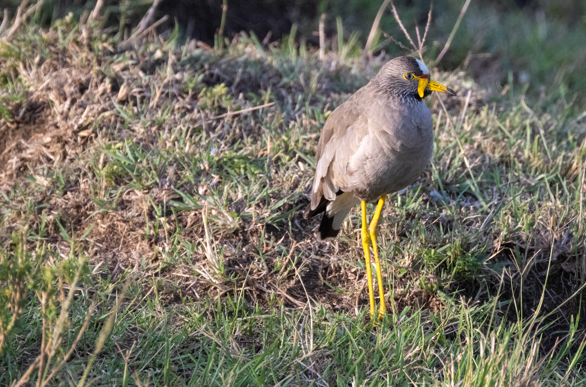 African Wattled Plover