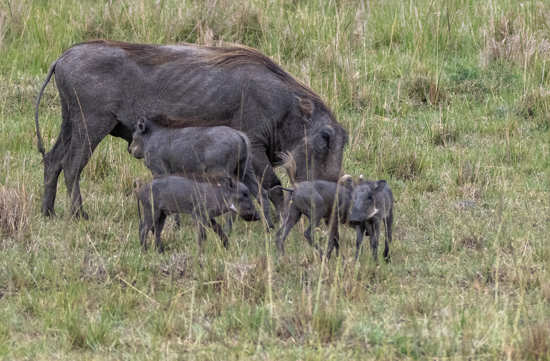 Warthog with young