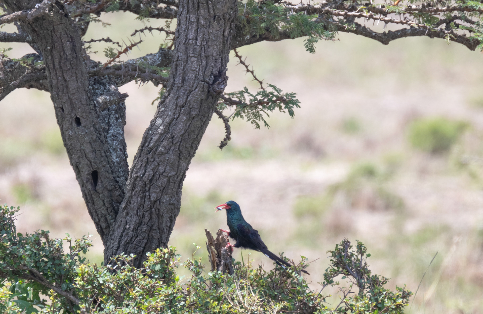 Abyssinian Scimitarbill