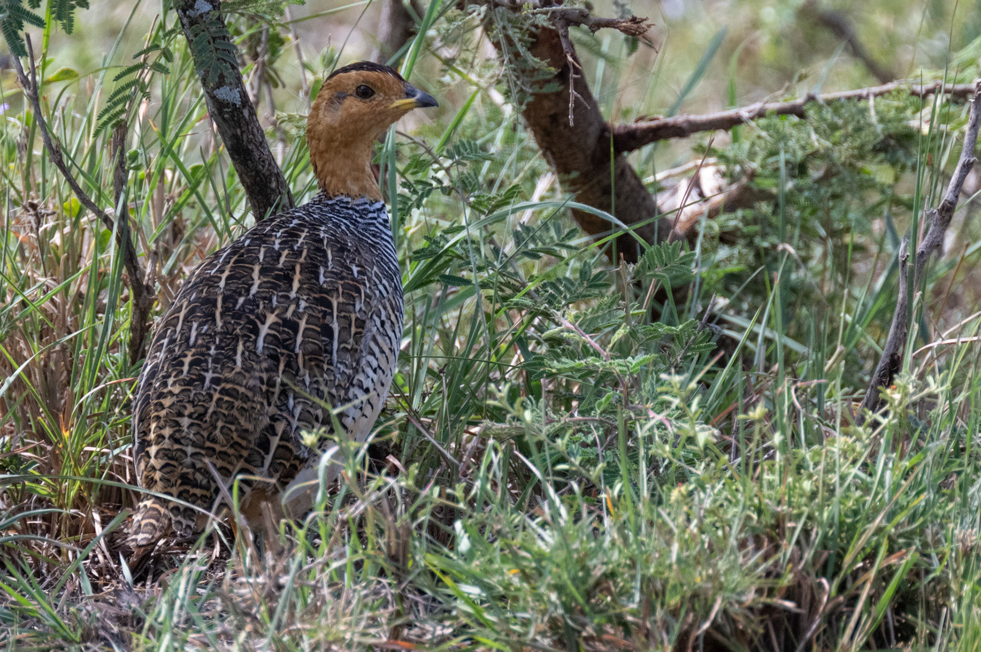 Yellow-necked Spurfowl