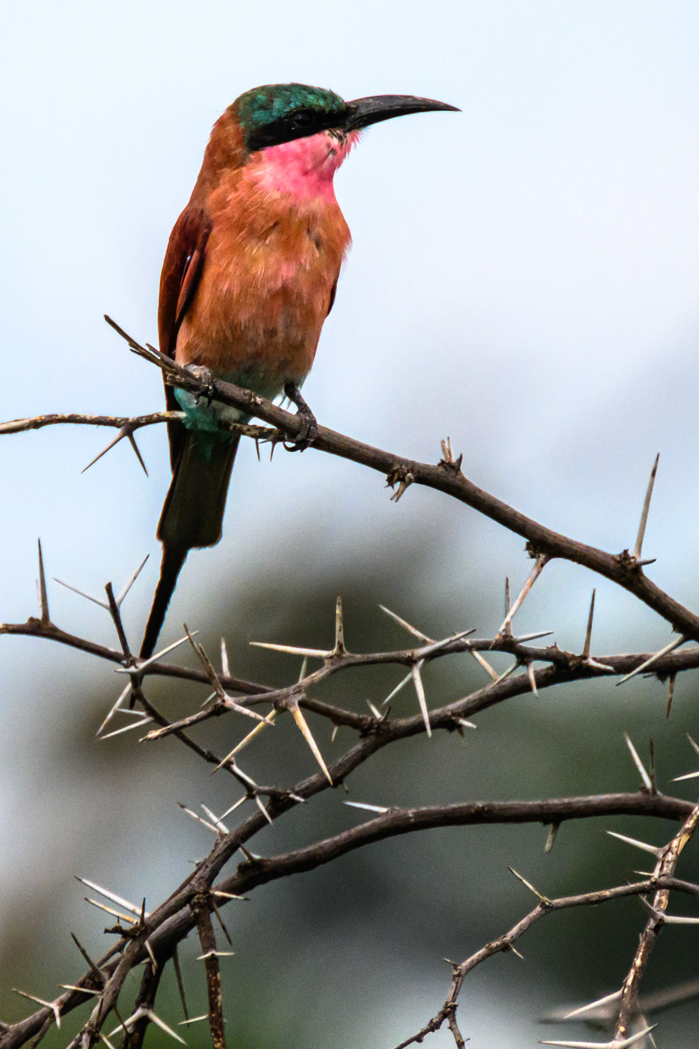 Carmine Bee-eater