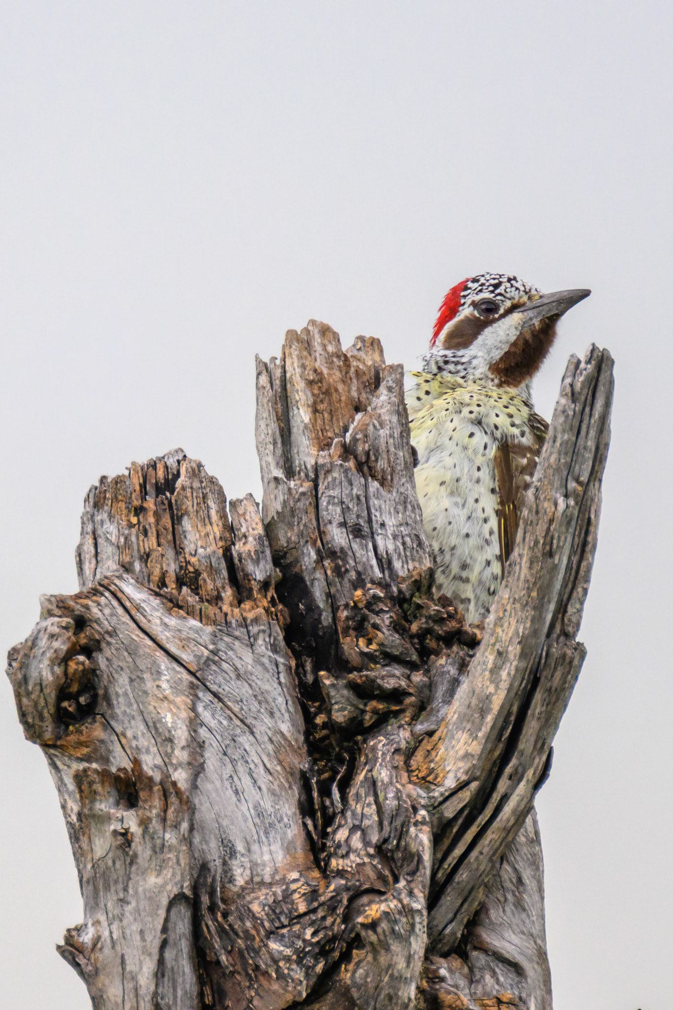 Bennett's Woodpecker