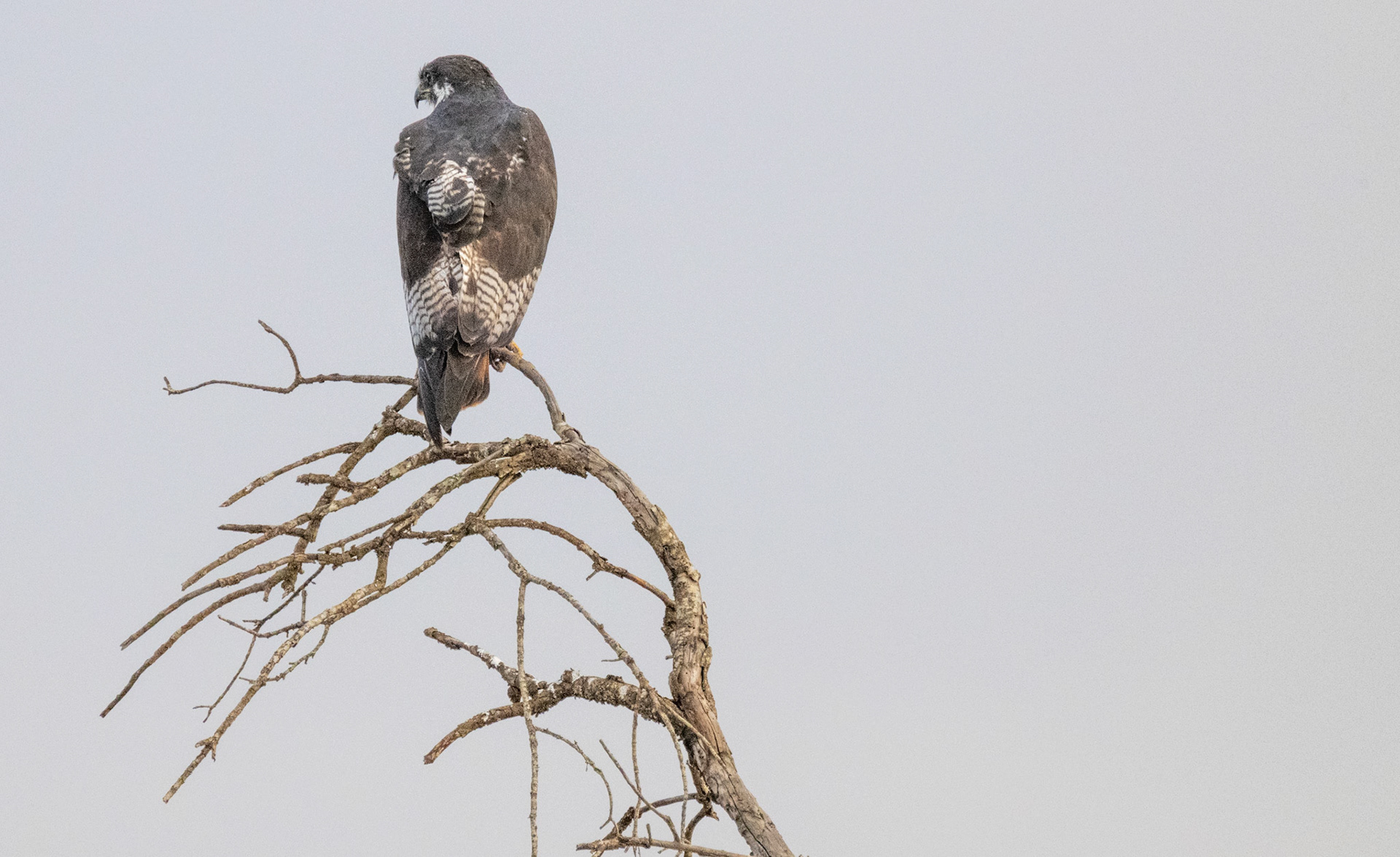 Augur Buzzard
