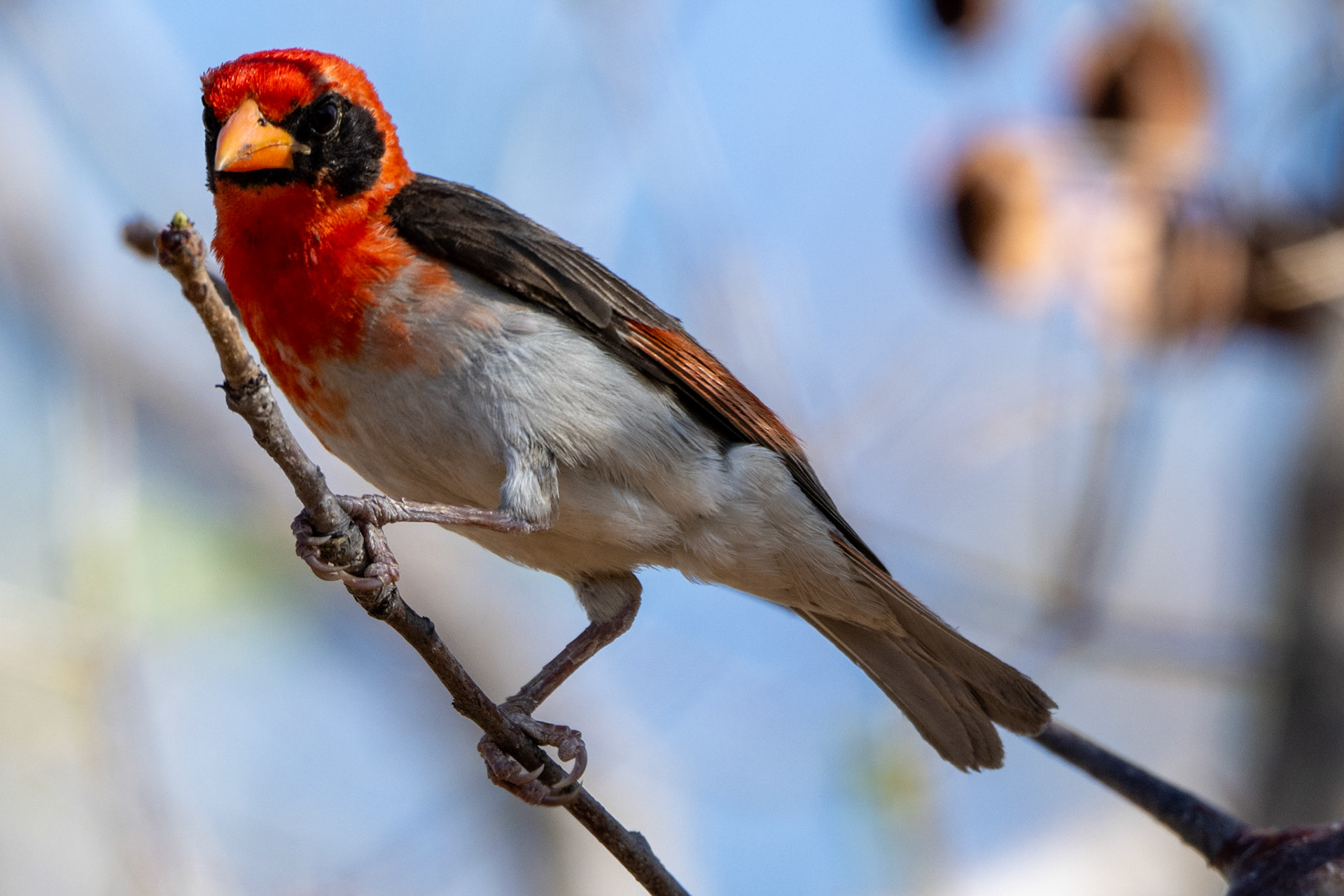 Northern Red Bishop