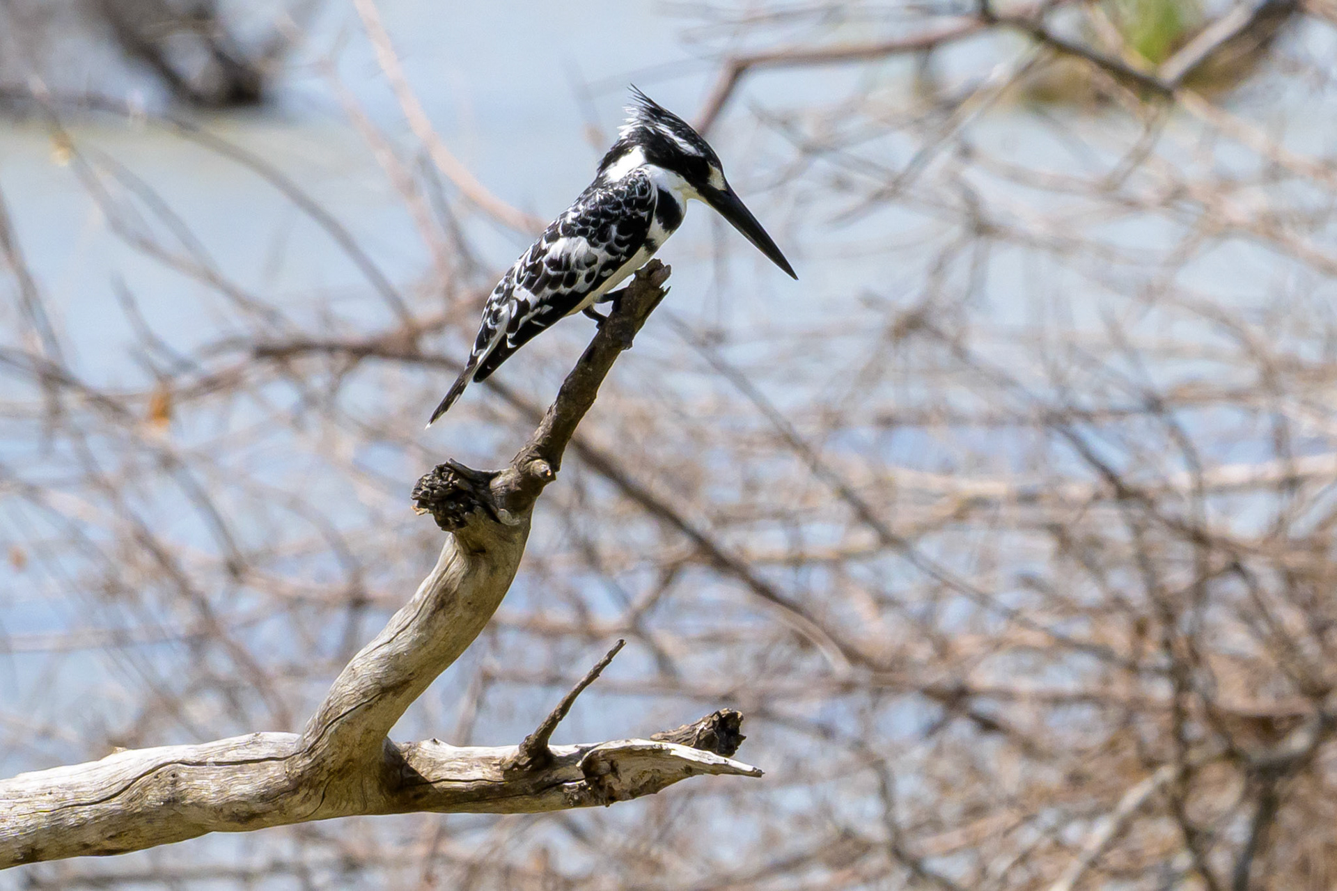 Pied Kingfisher