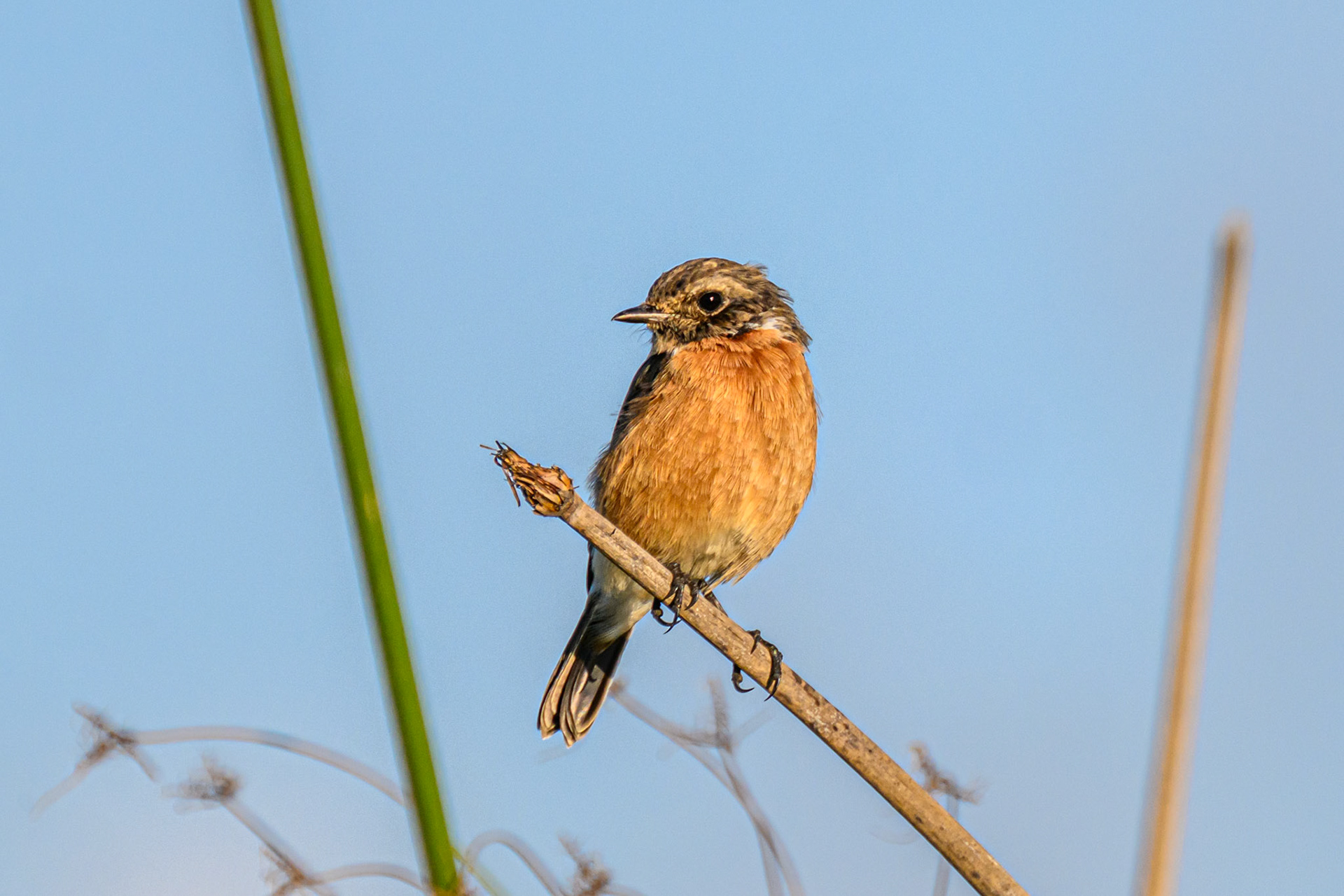 Stonechat