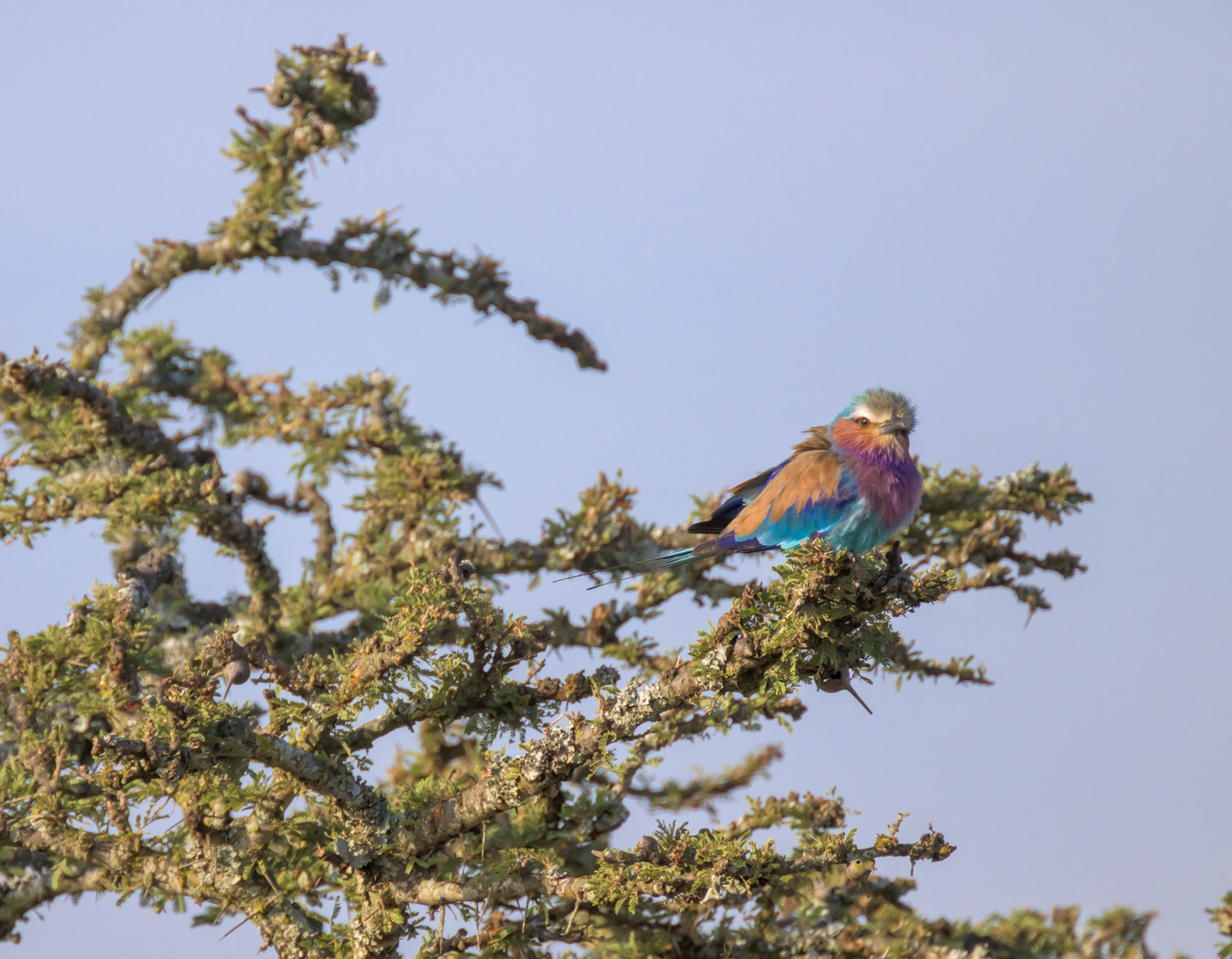 Lilac Breasted Roller