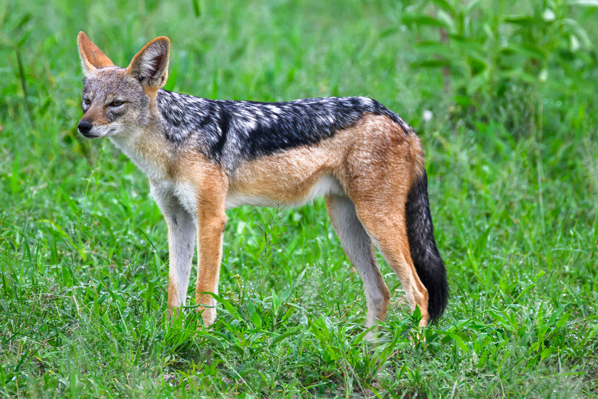 Black-backed Jackal