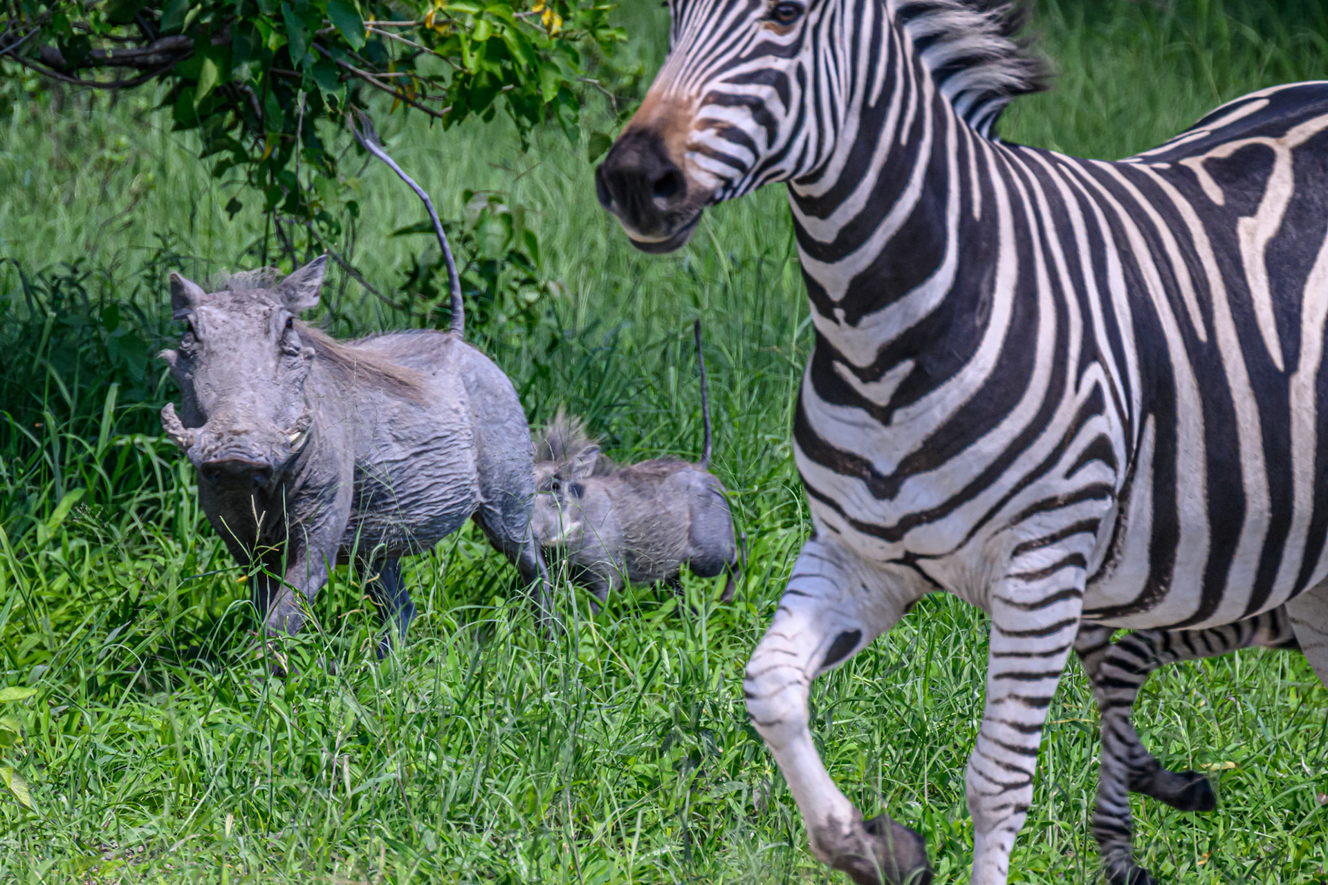 Warthog & Piglets