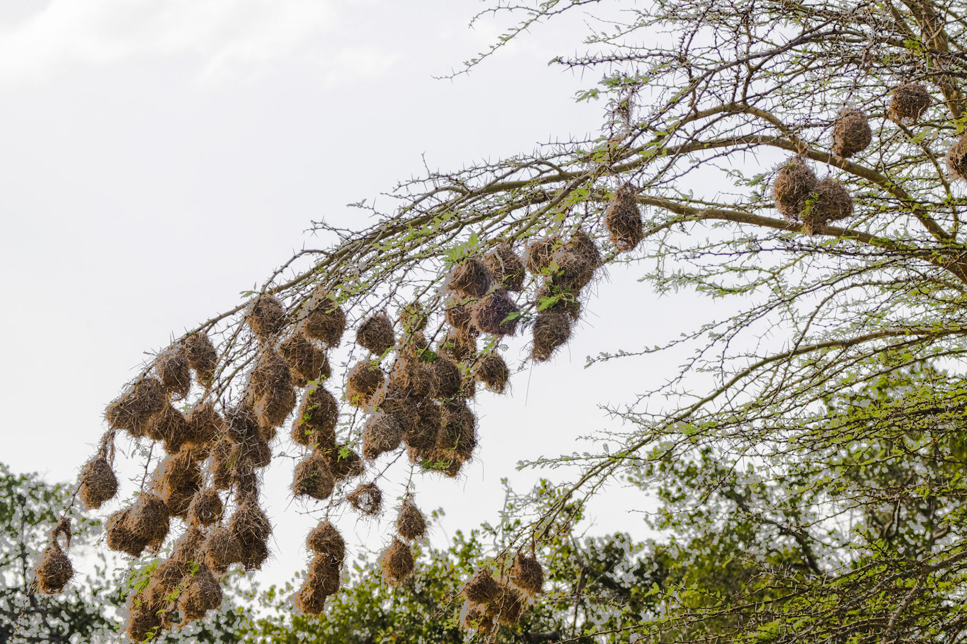 Weaver Nests
