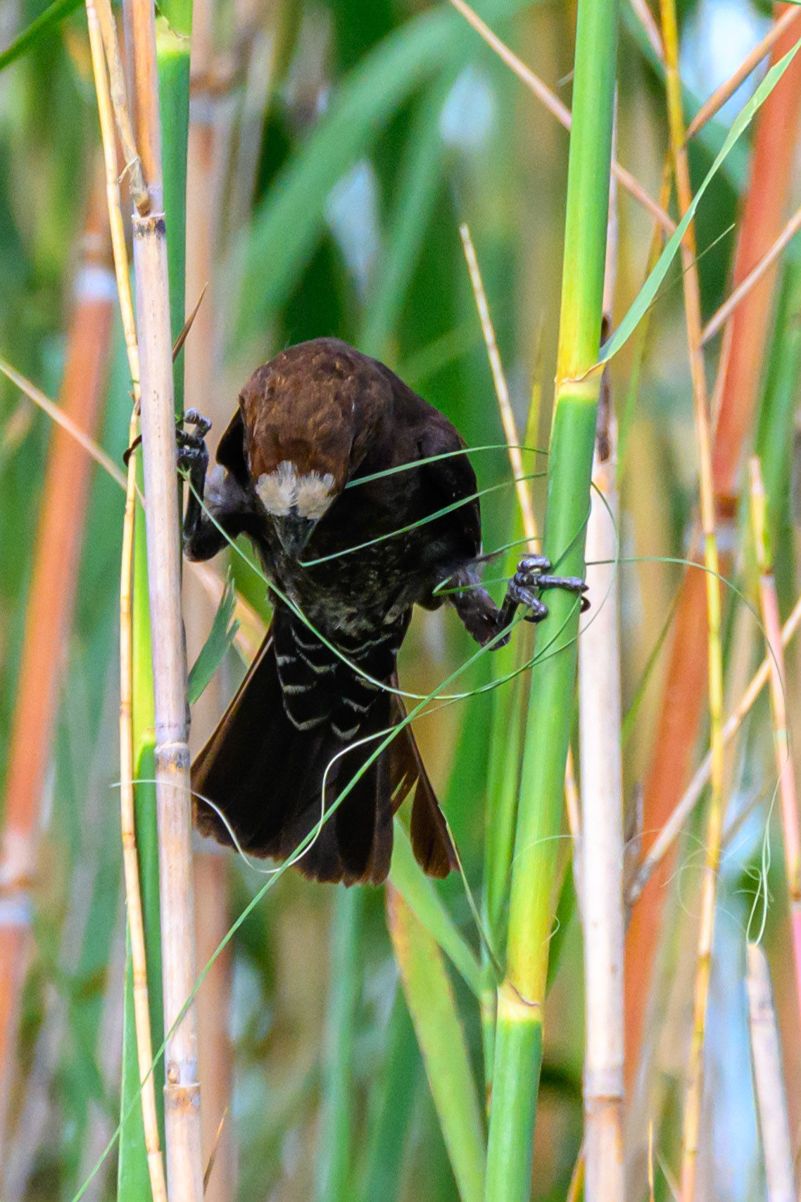 Thick-billed Weaver