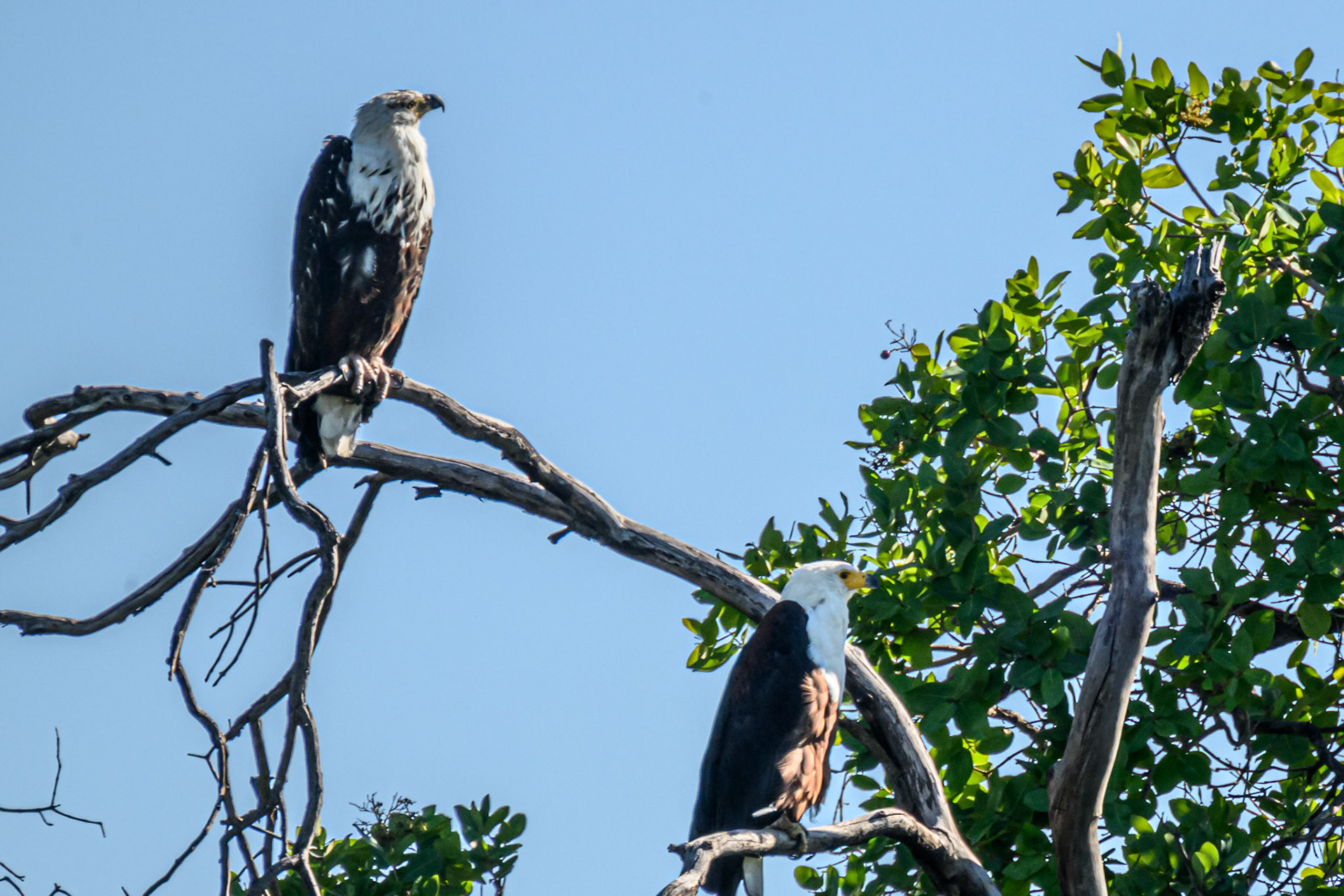 African Fish Eagle