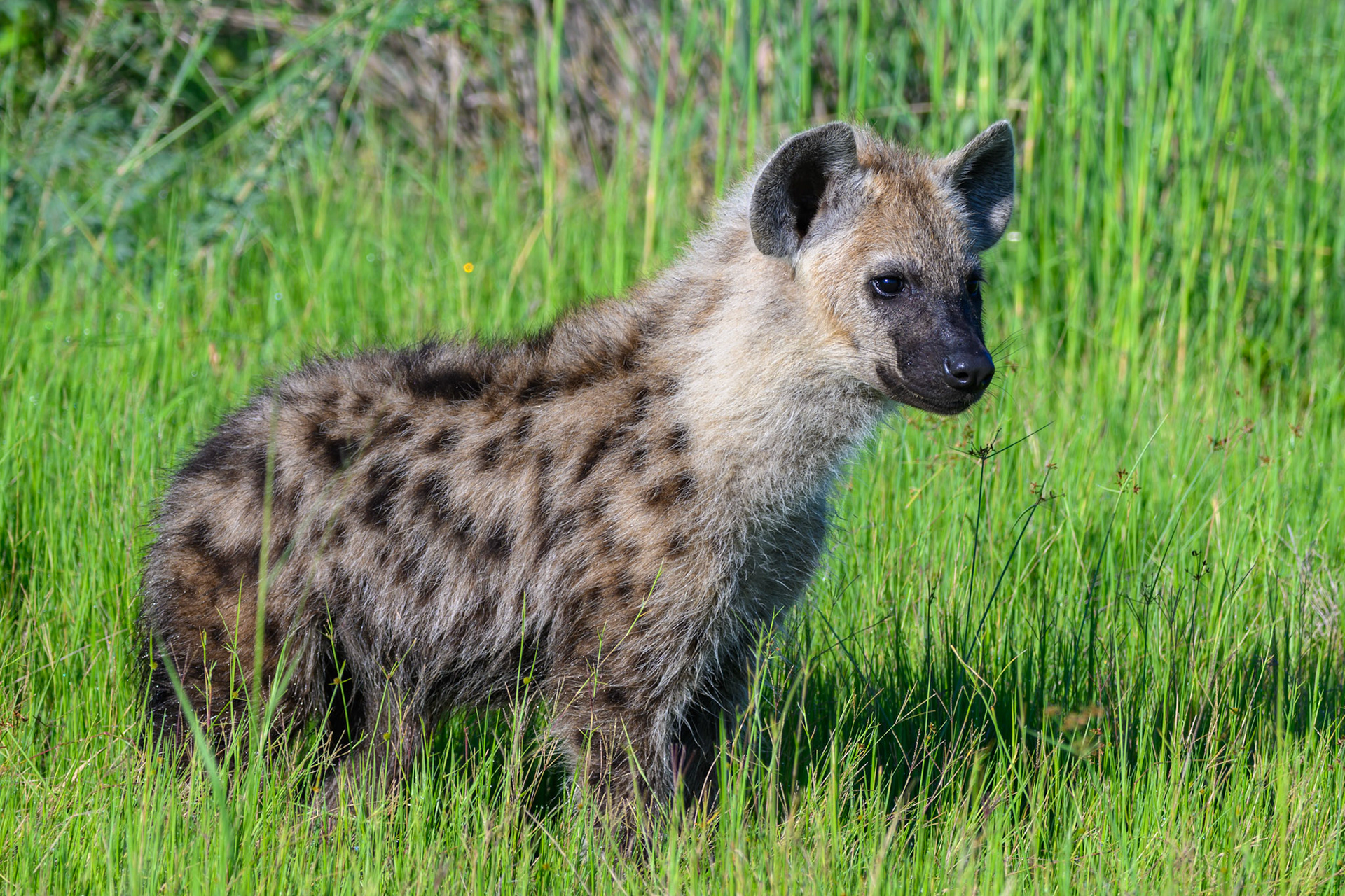 Hyena