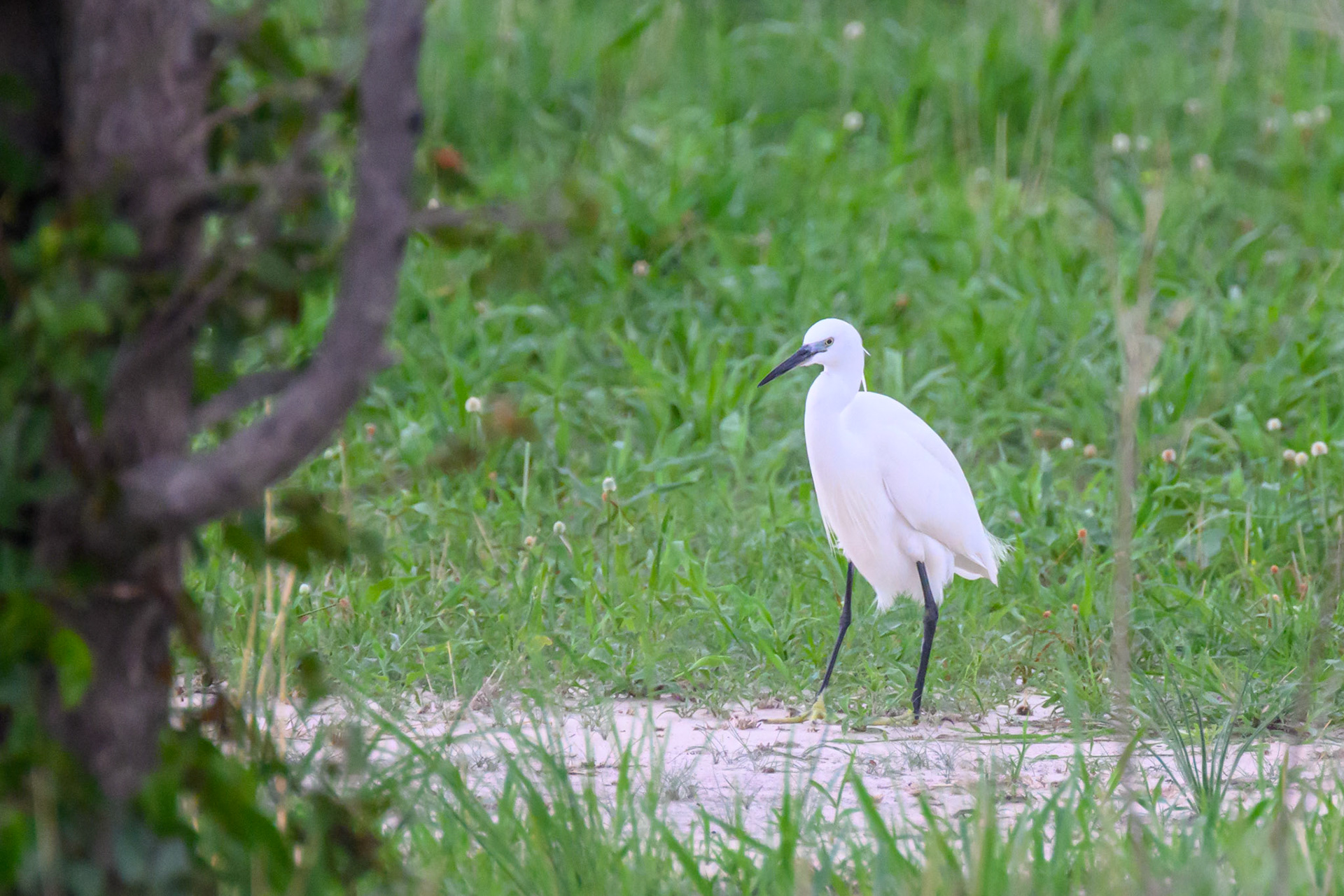 Little Egret