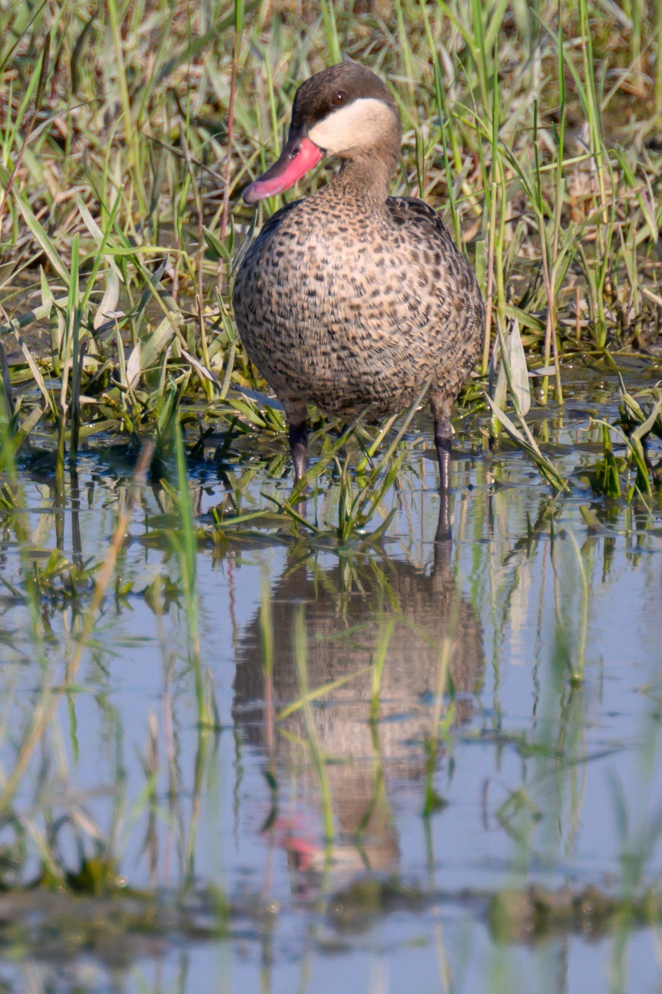 Red-billed Teal