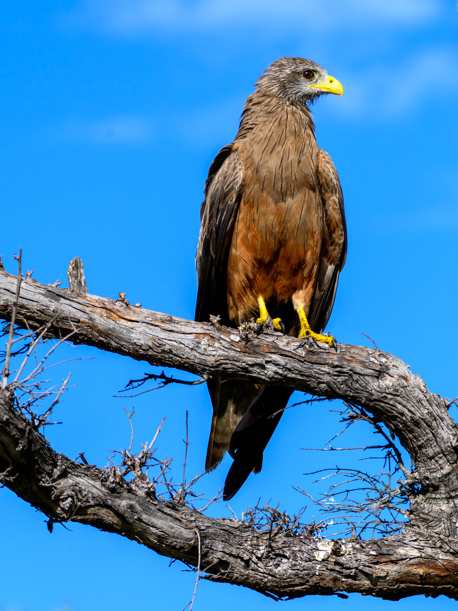 Yellow-billed Kite