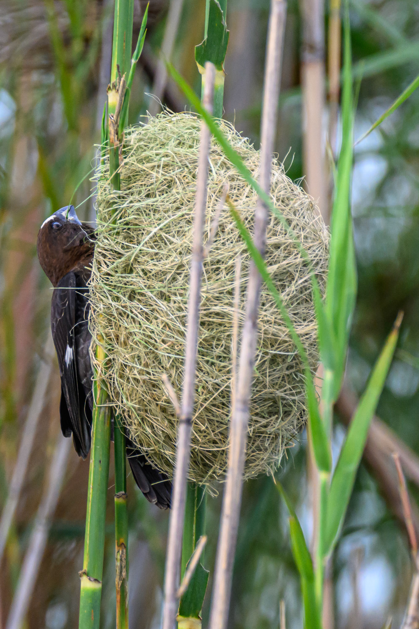 Thick-billed Weaver