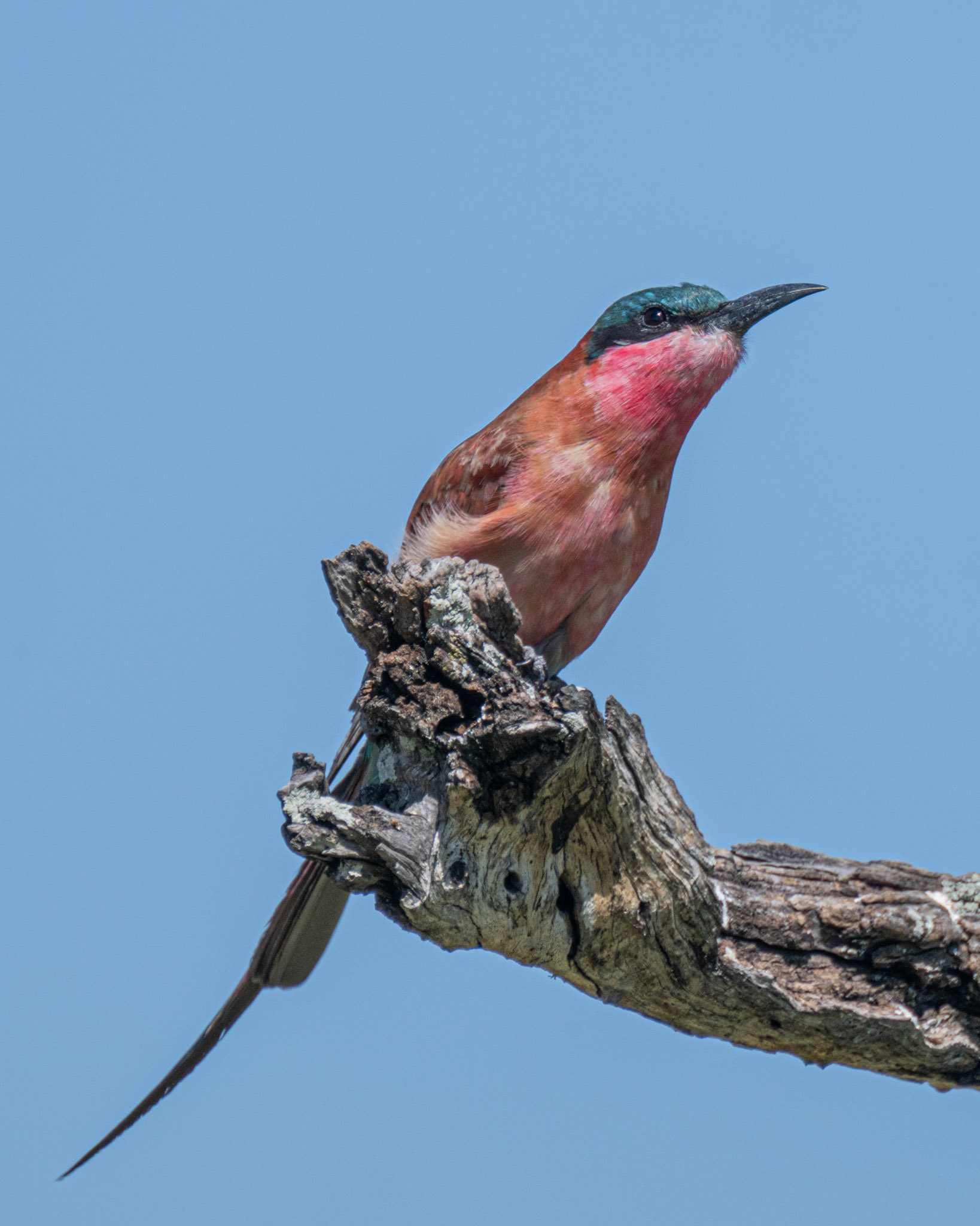 Carmine Bee-eater