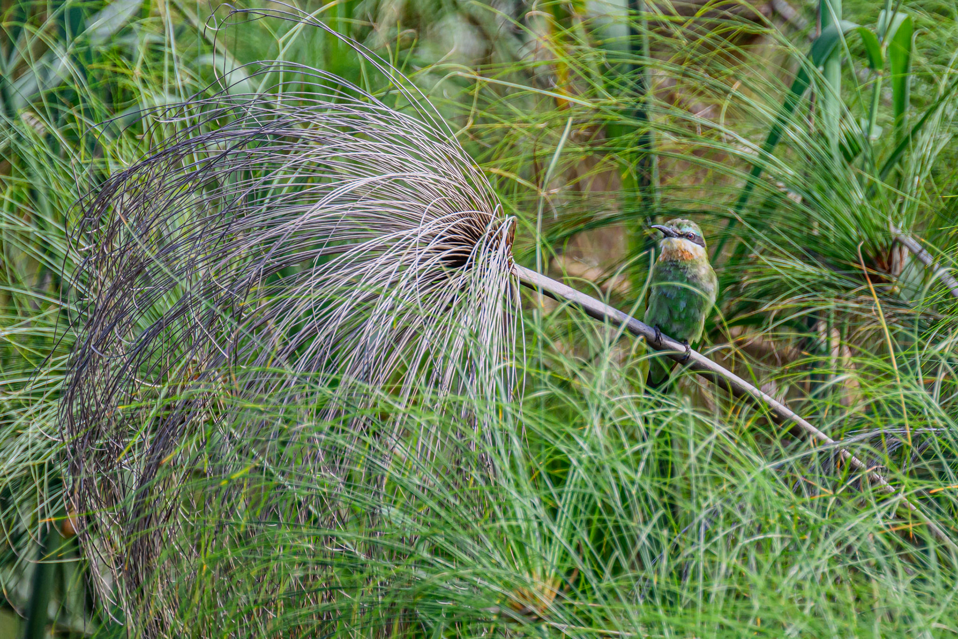 Blue-cheeked Bee-eater