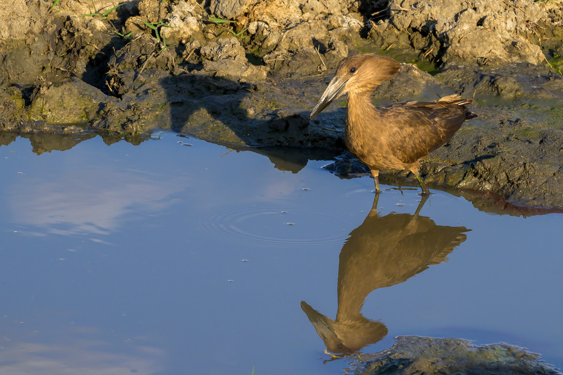 Hammerkop