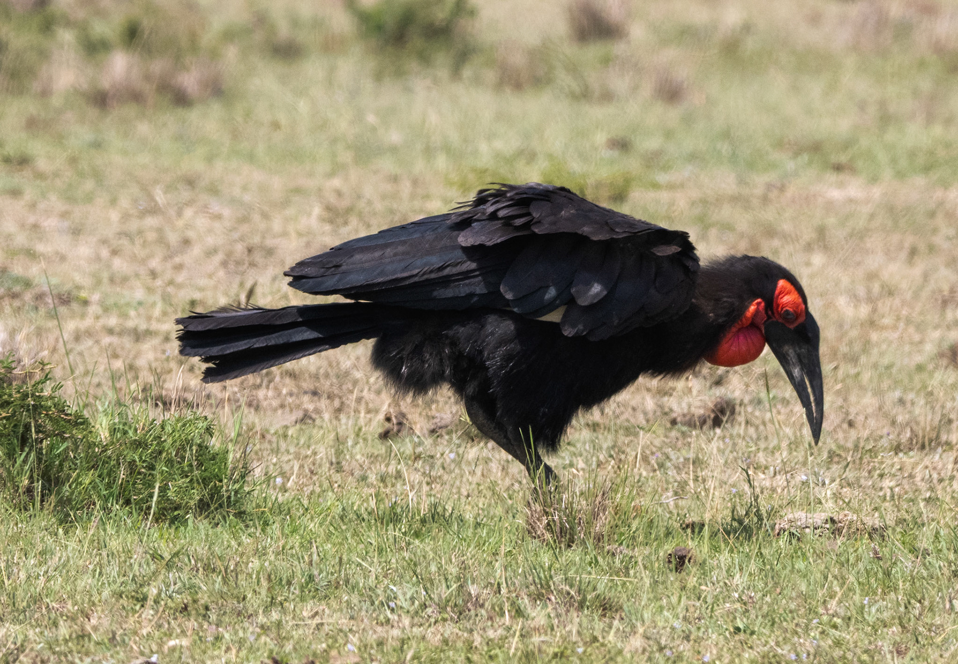 Southern Ground- Hornbill