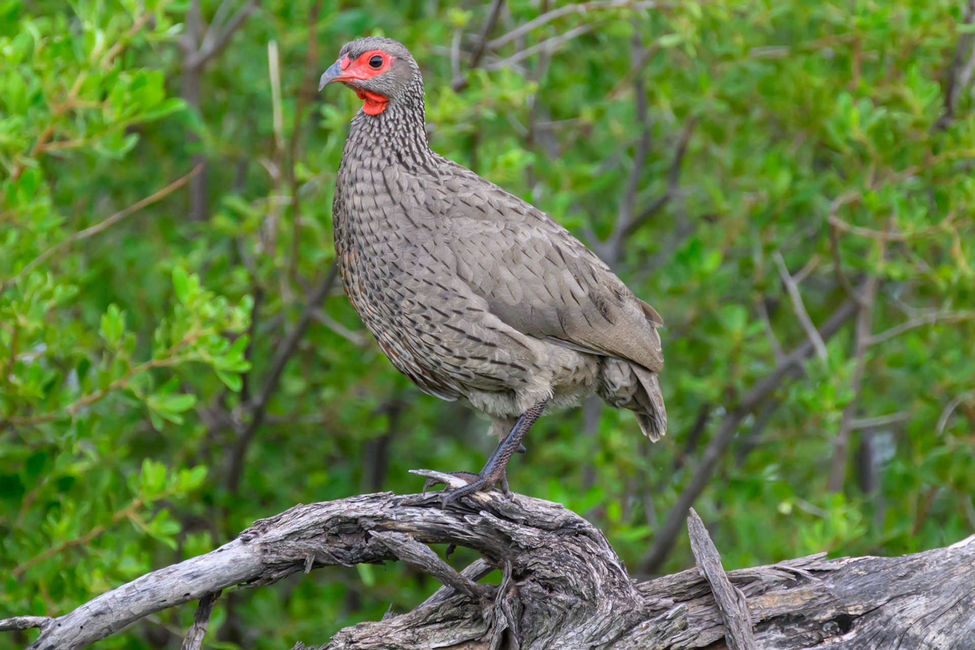 Swainson's Spurfowl