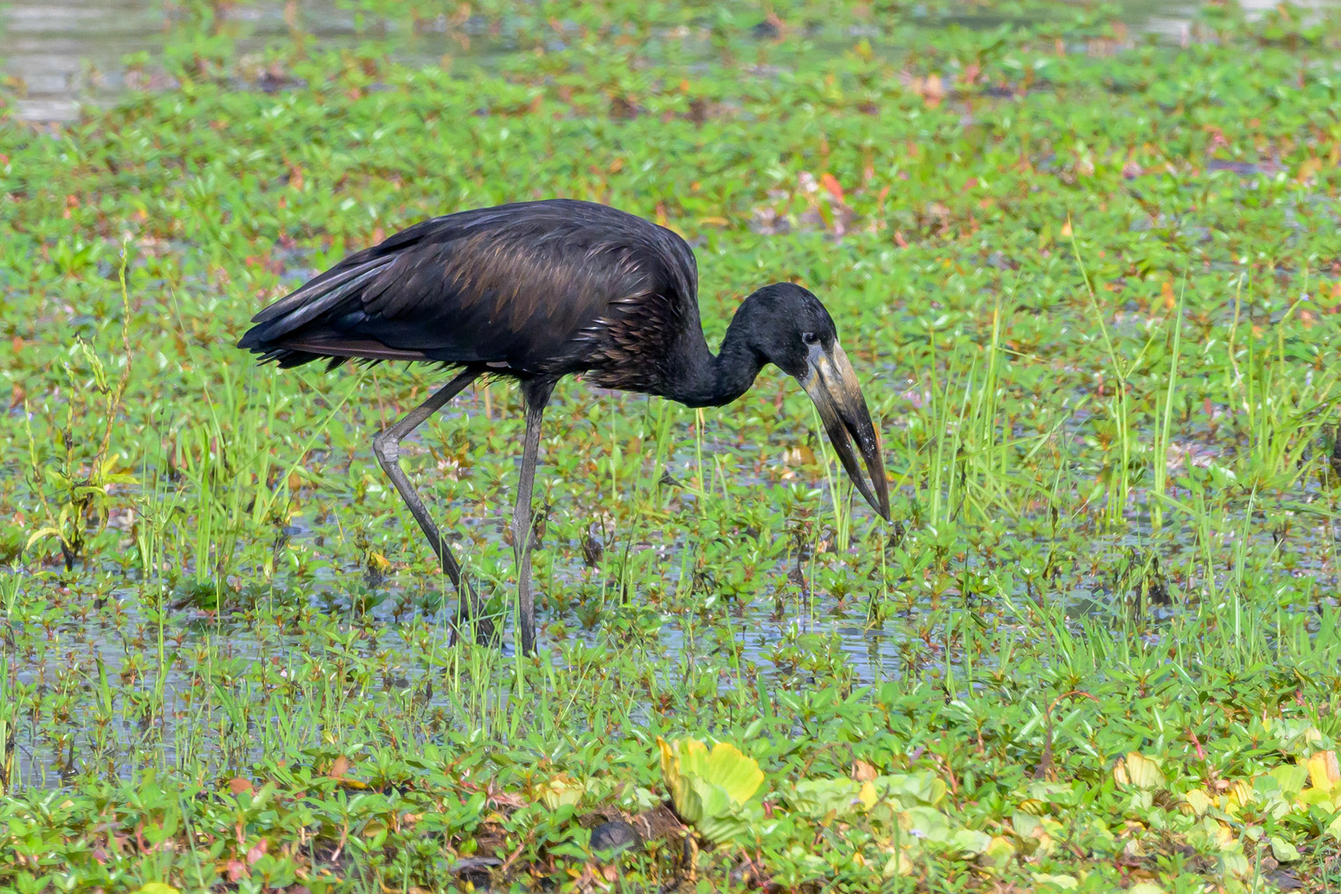 Open-billed Stork