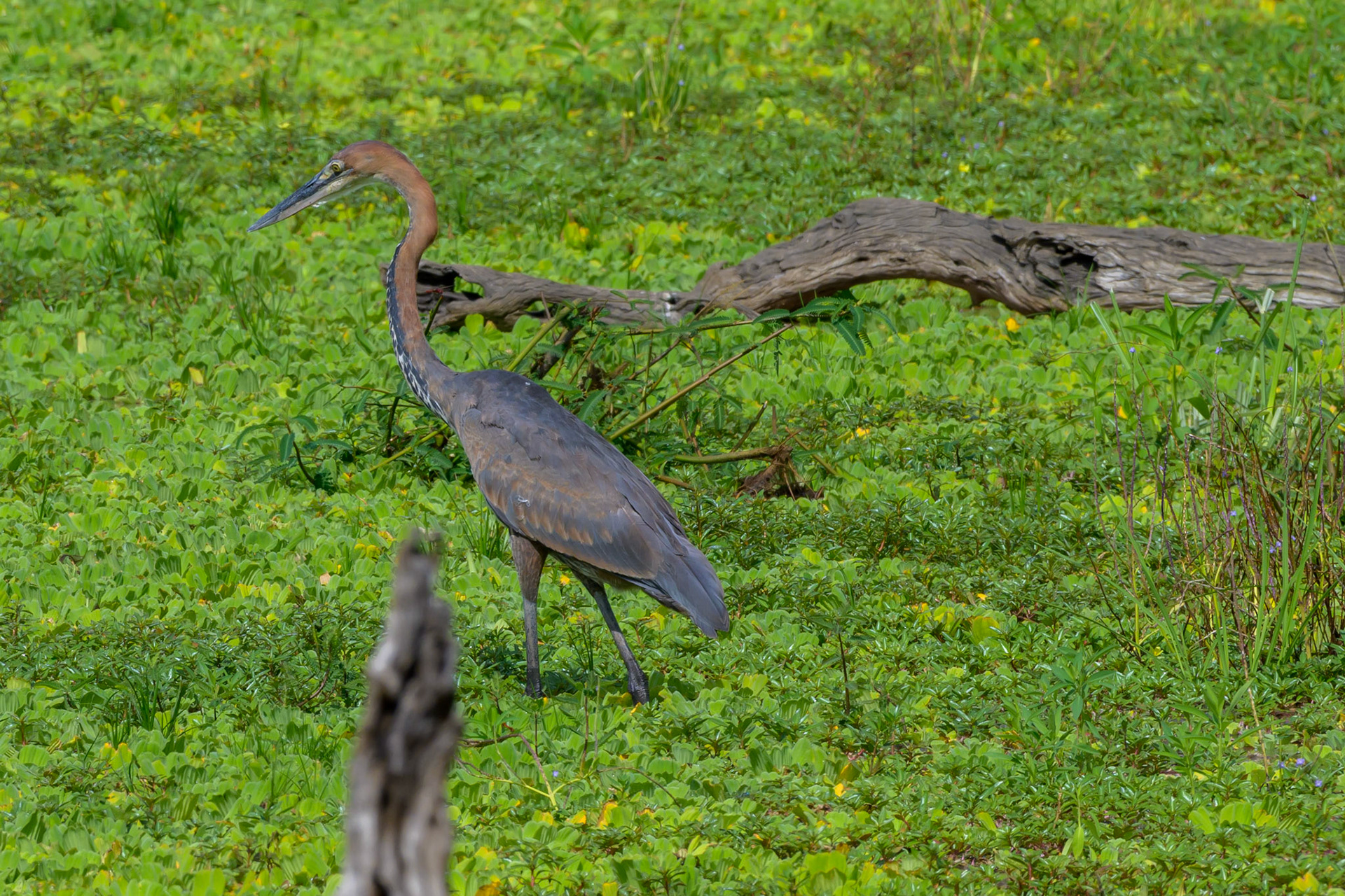 Goliath Heron