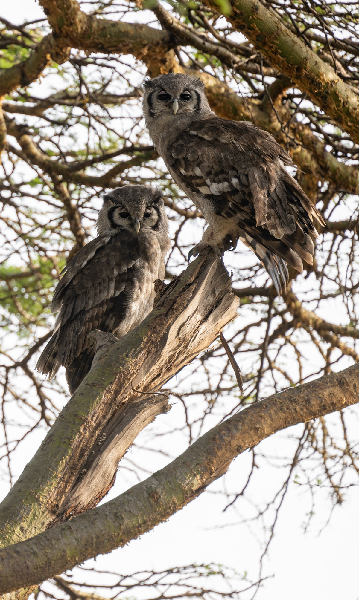 Verreaux Eagle Owl