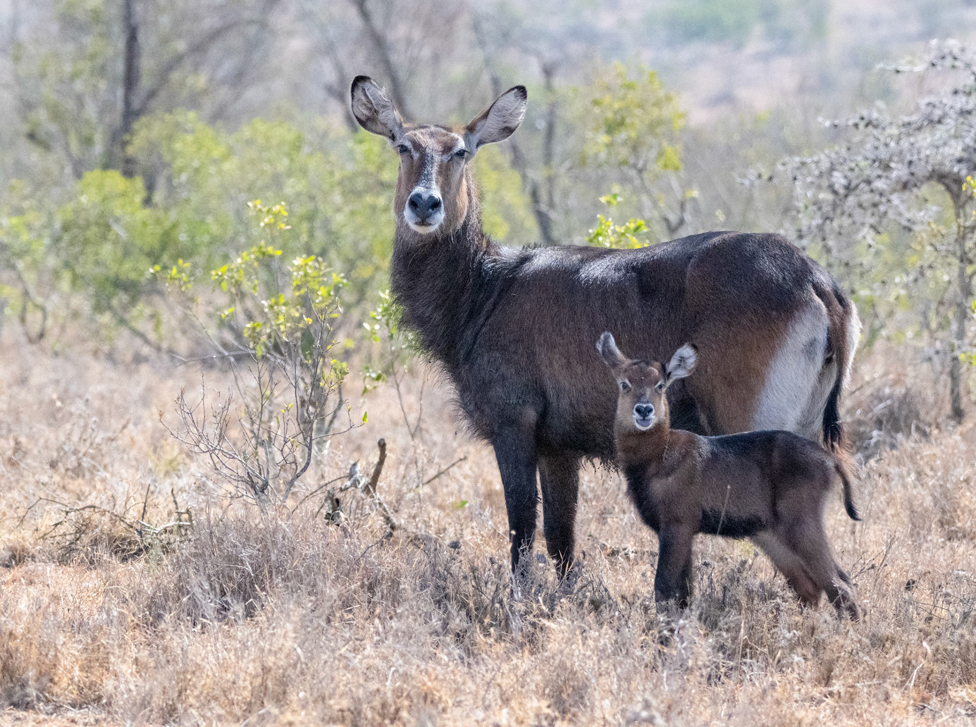 Female Waterbuck and Young